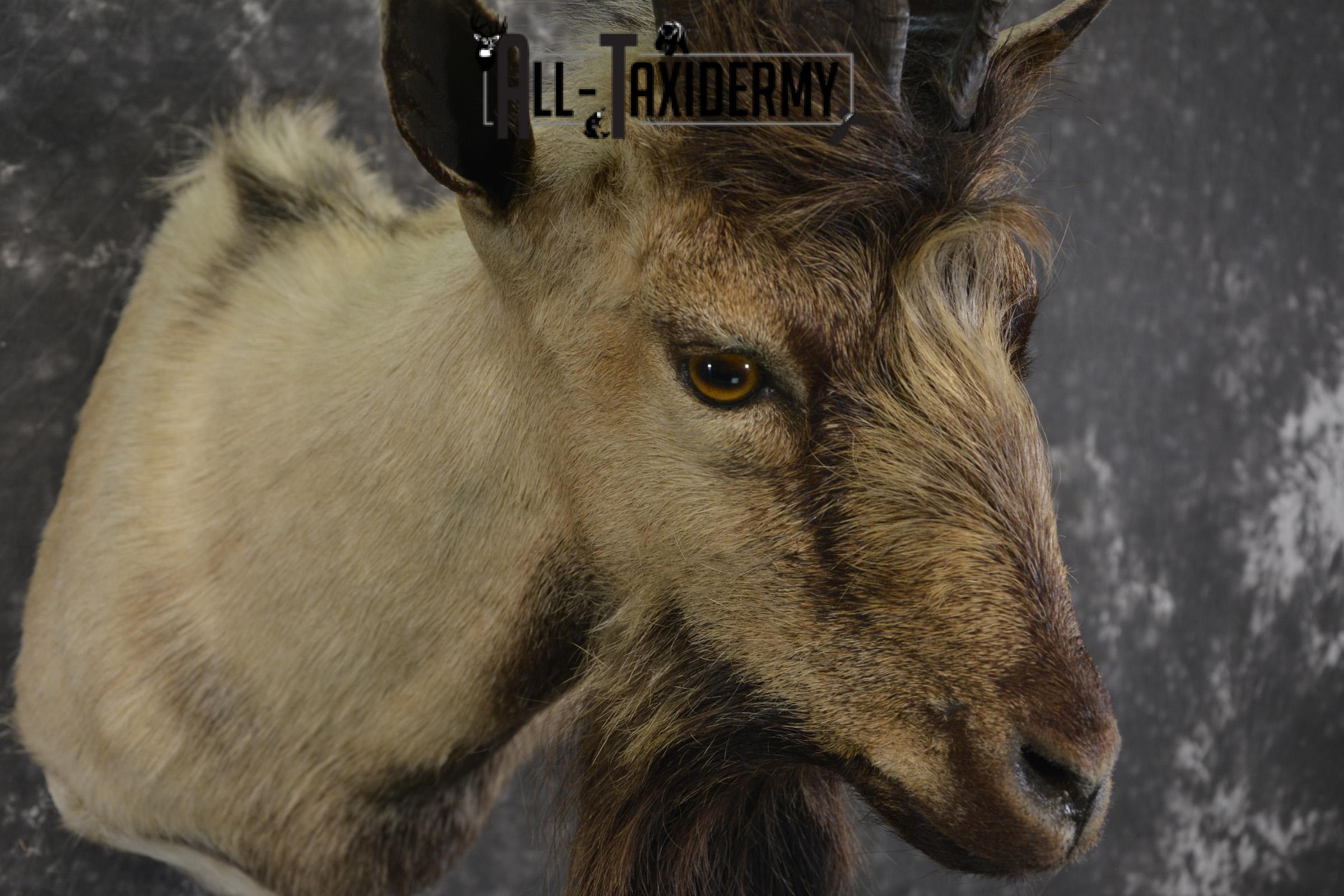 Spanish Goat taxidermy shoulder mount for sale SKU 2000 - Image 5