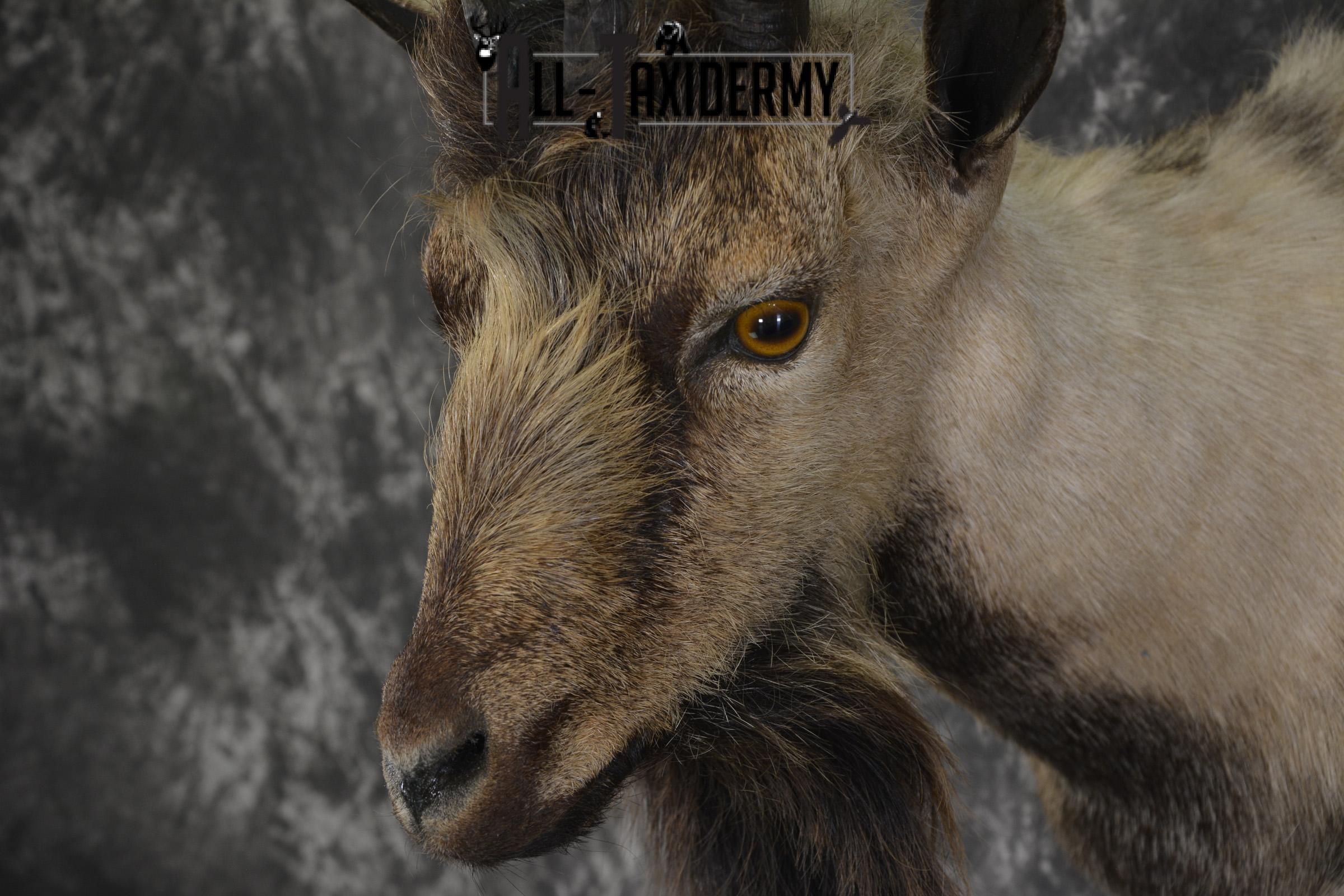 Spanish Goat taxidermy shoulder mount for sale SKU 2000 - Image 4