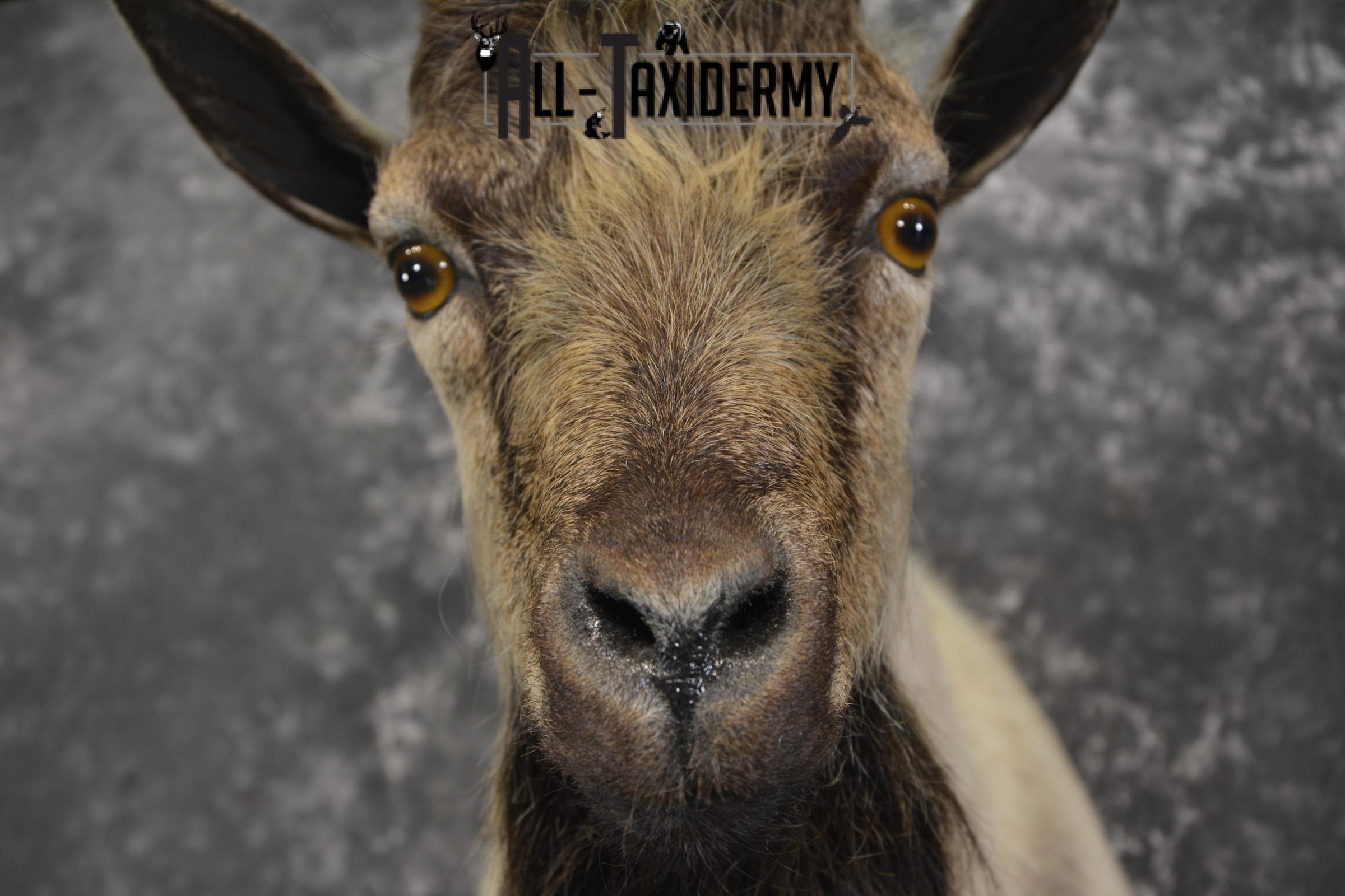 Spanish Goat taxidermy shoulder mount for sale SKU 2000 - Image 3