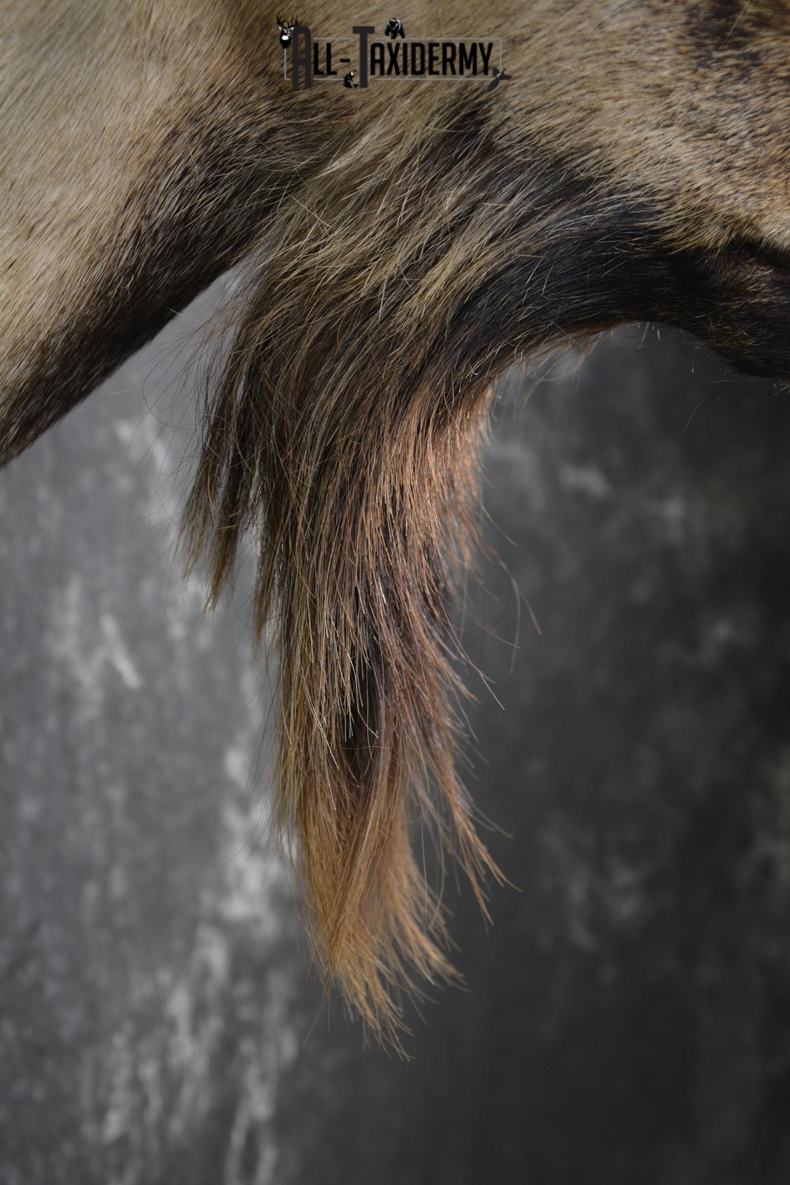 Spanish Goat taxidermy shoulder mount for sale SKU 2000 - Image 2