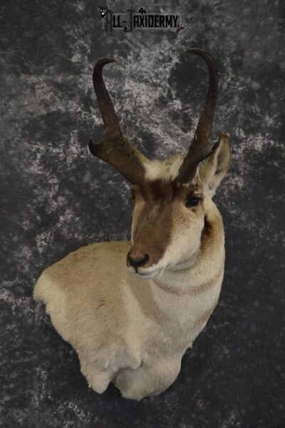 Pronghorn antelope wall pedistal taxidermy mount for sale SKU 1984