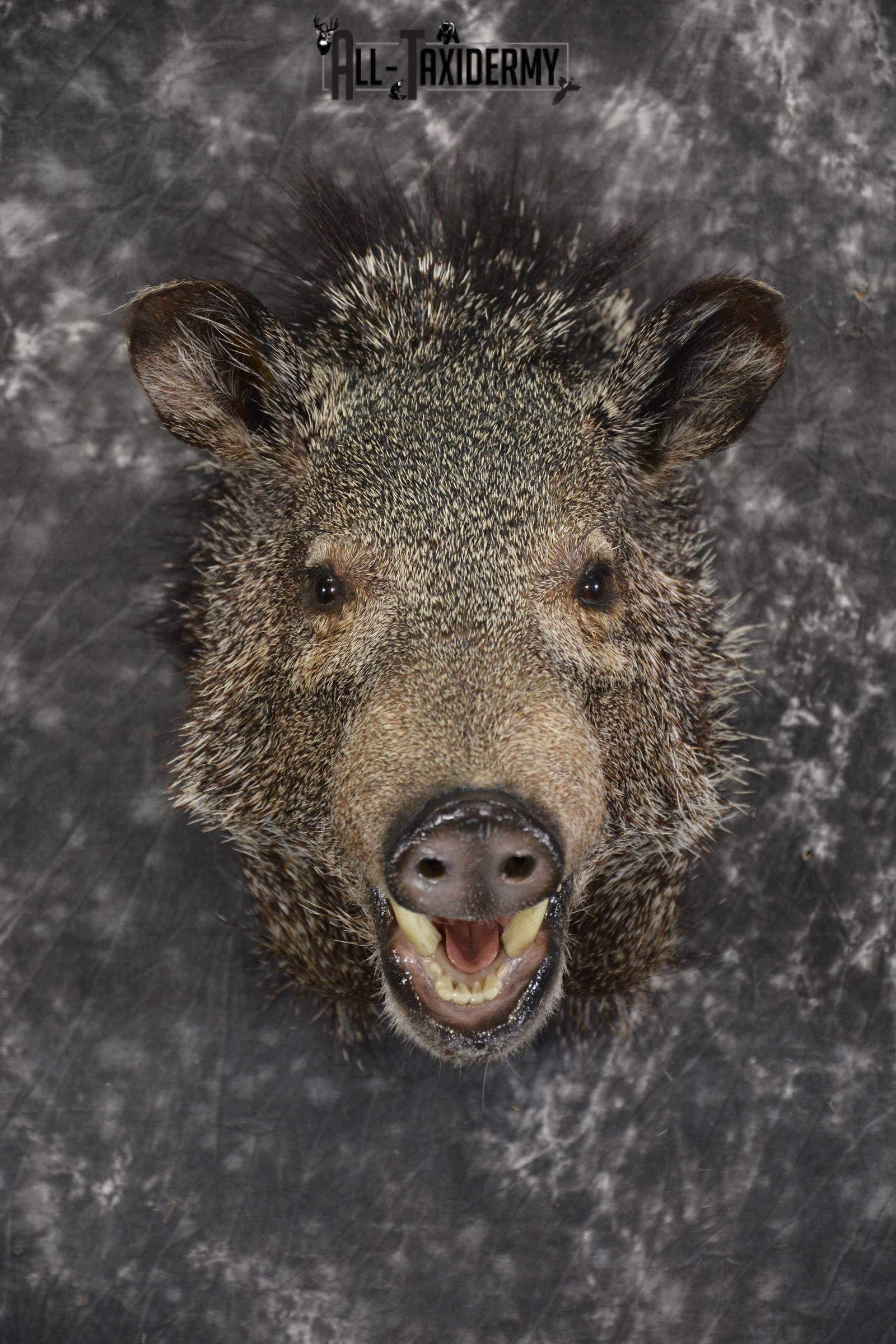 Javelina taxidermy shoulder mount for sale SKU 1997