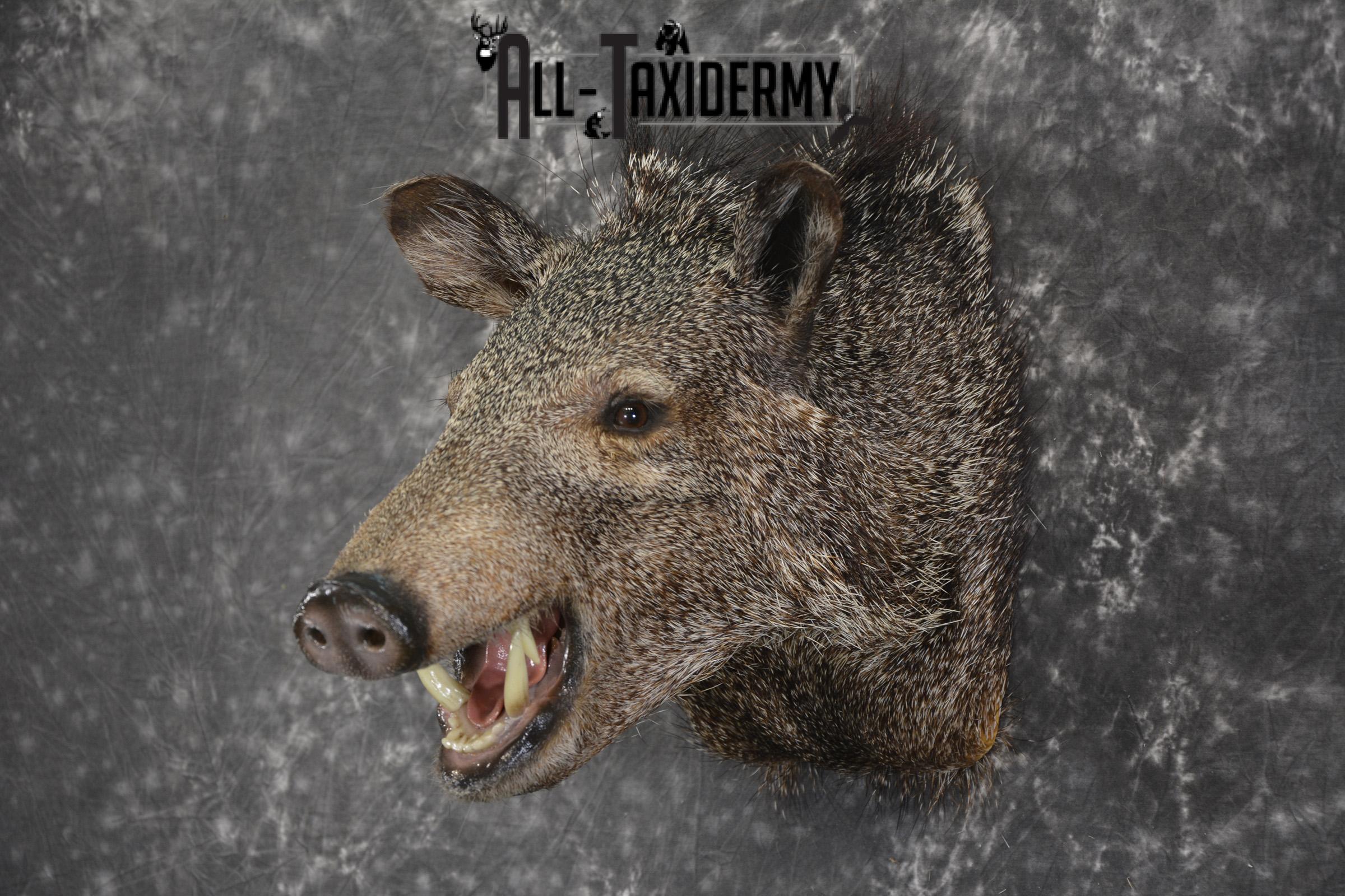 Javelina taxidermy shoulder mount for sale SKU 1997 - Image 8