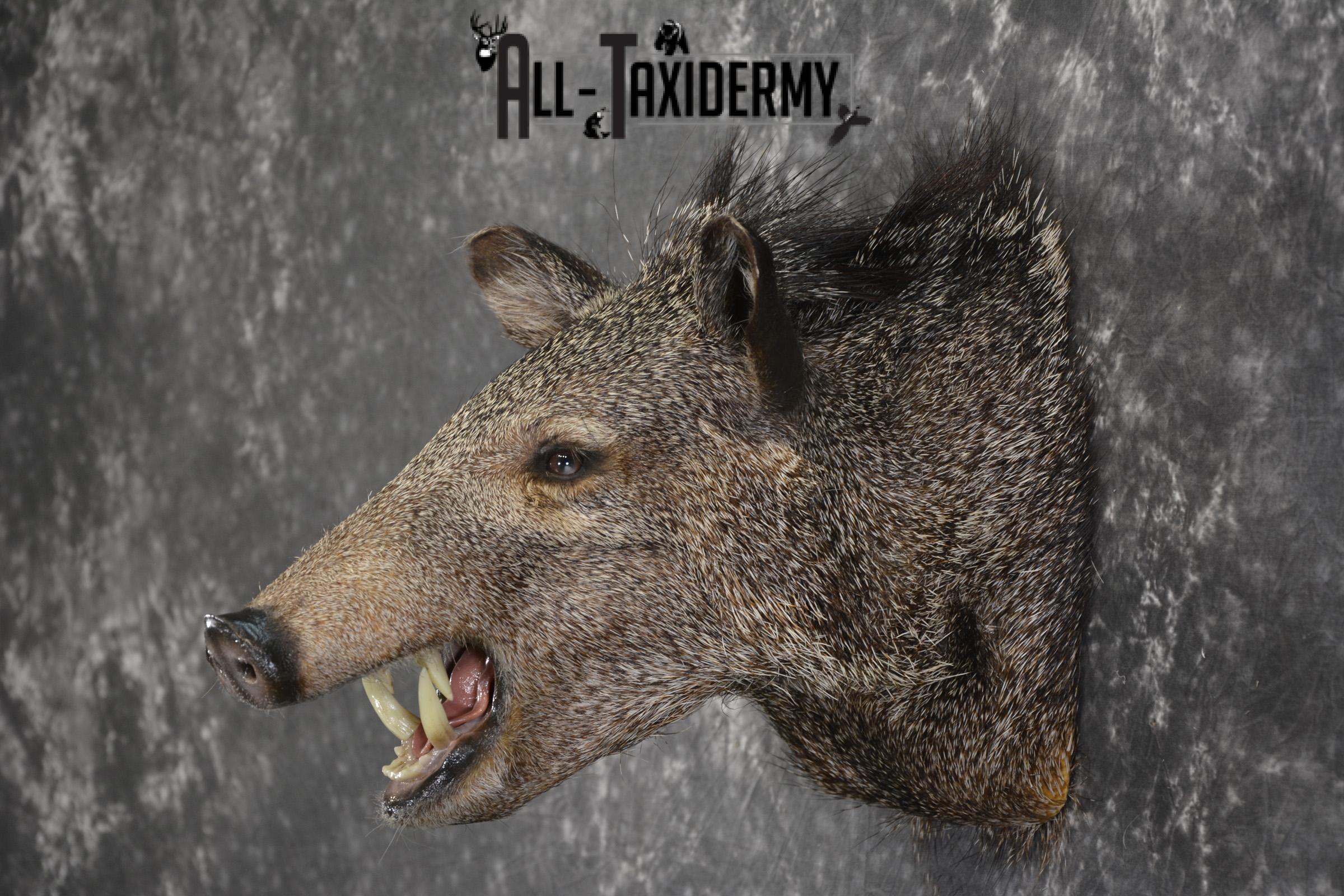 Javelina taxidermy shoulder mount for sale SKU 1997 - Image 7