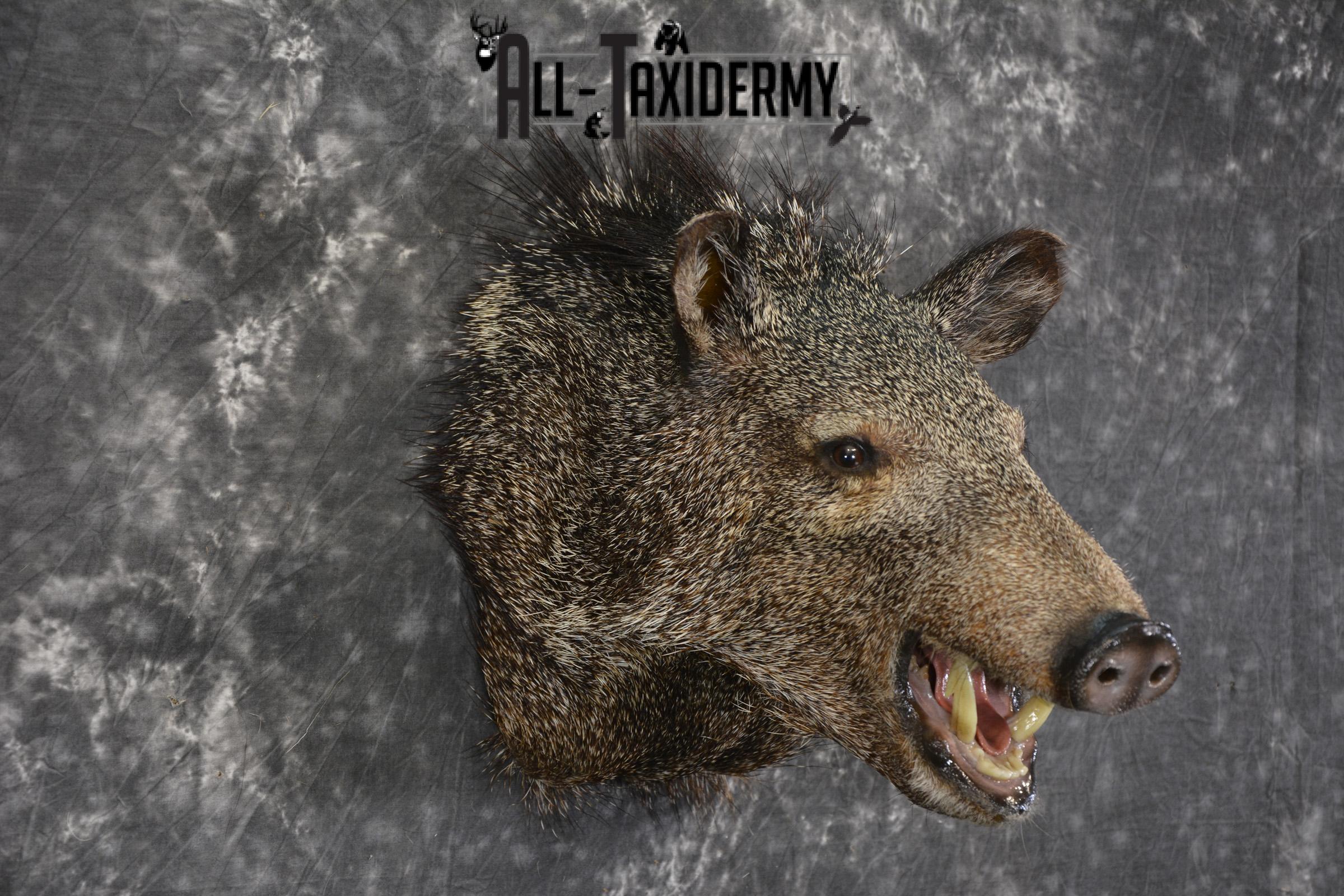 Javelina taxidermy shoulder mount for sale SKU 1997 - Image 6