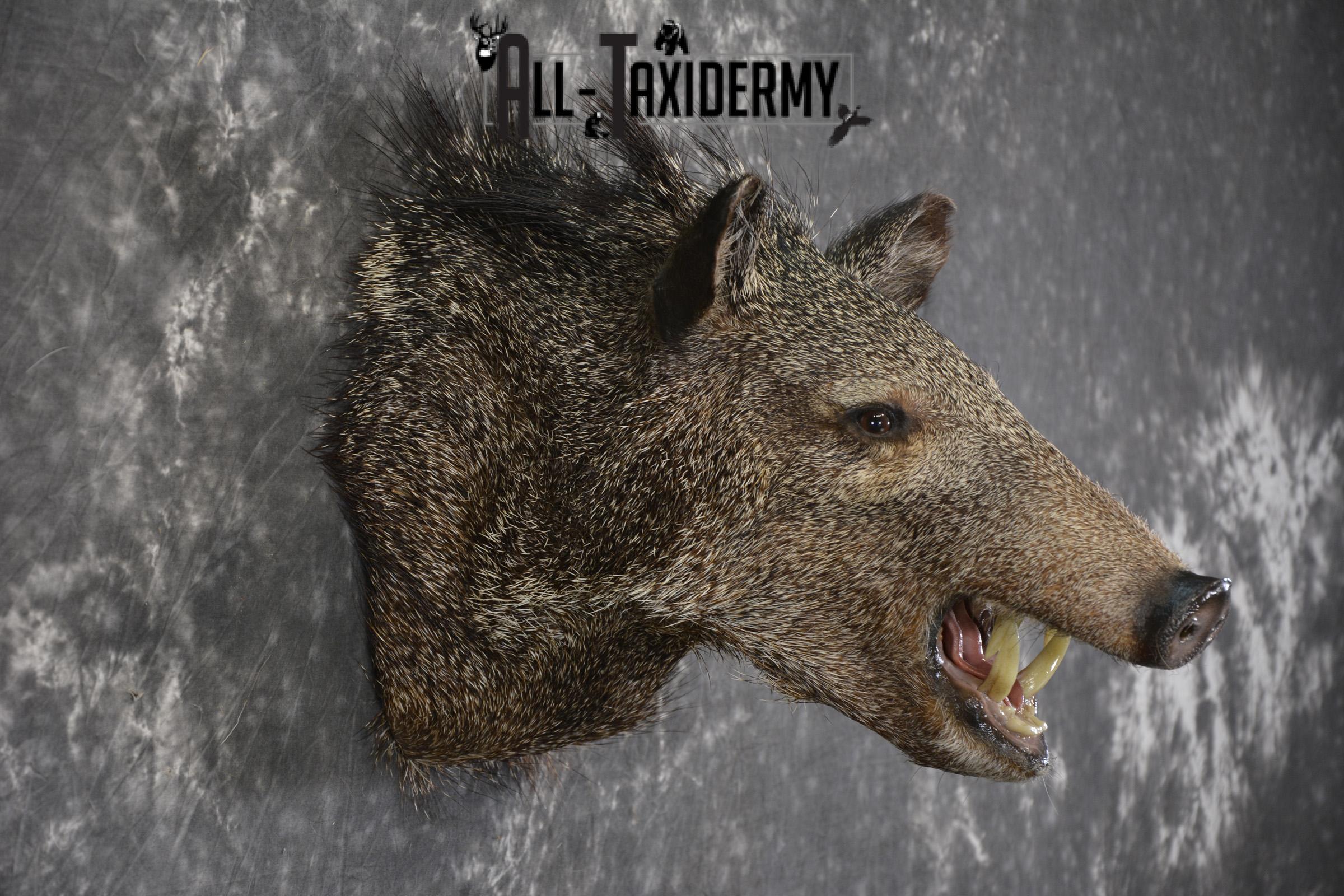 Javelina taxidermy shoulder mount for sale SKU 1997 - Image 5