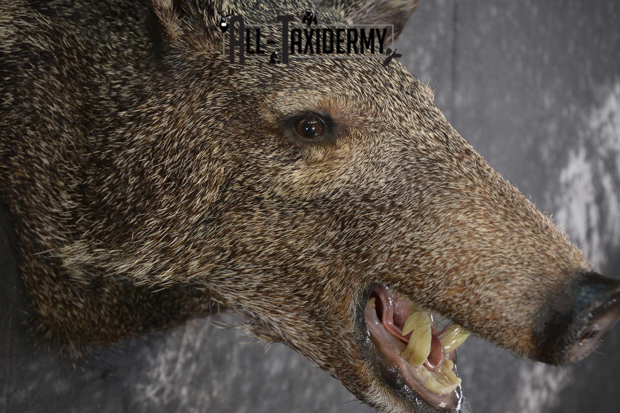 Javelina taxidermy shoulder mount for sale SKU 1997 - Image 4