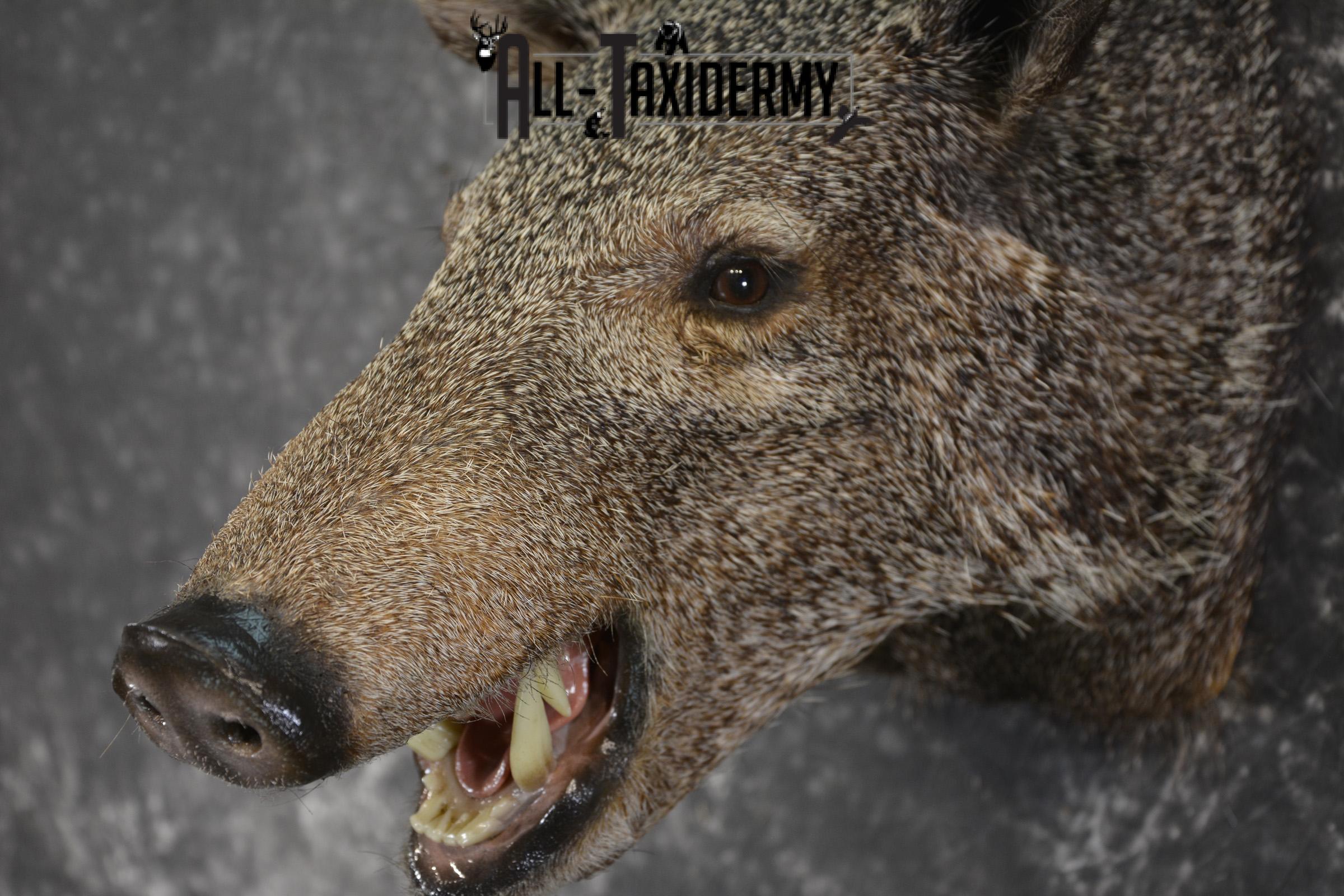 Javelina taxidermy shoulder mount for sale SKU 1997 - Image 3