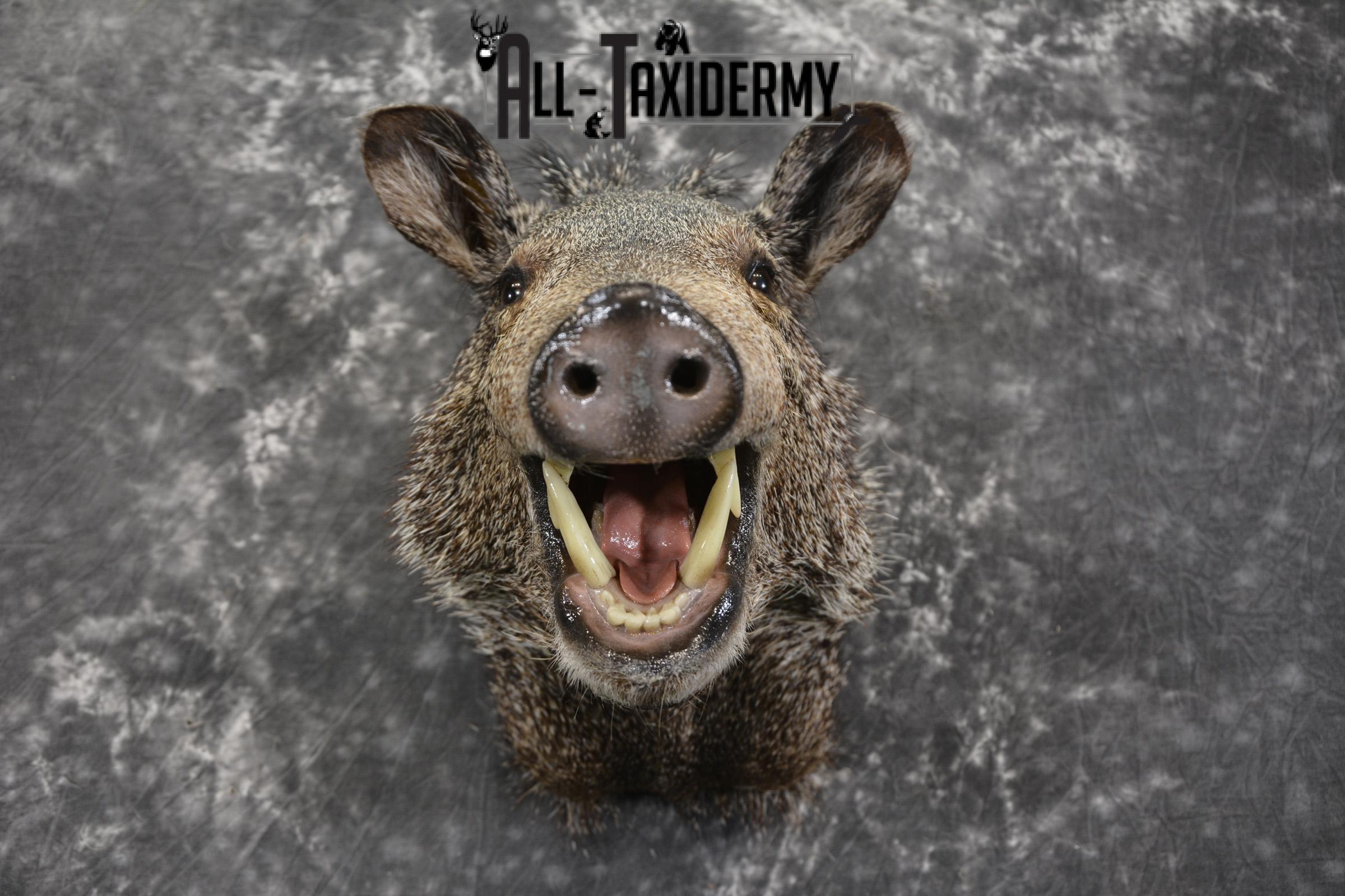 Javelina taxidermy shoulder mount for sale SKU 1997 - Image 2