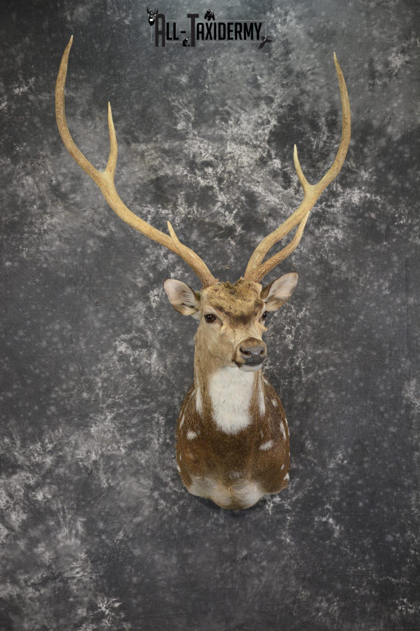 Axis deer taxidermy shoulder mount for sale SKU 1996 All Taxidermy