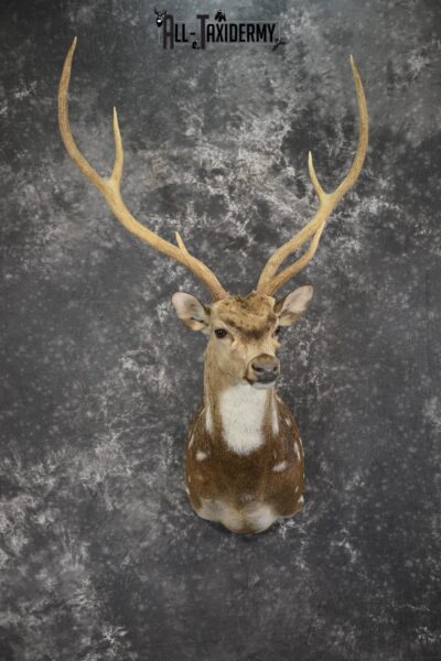 Axis deer taxidermy shoulder mount for sale SKU 1996
