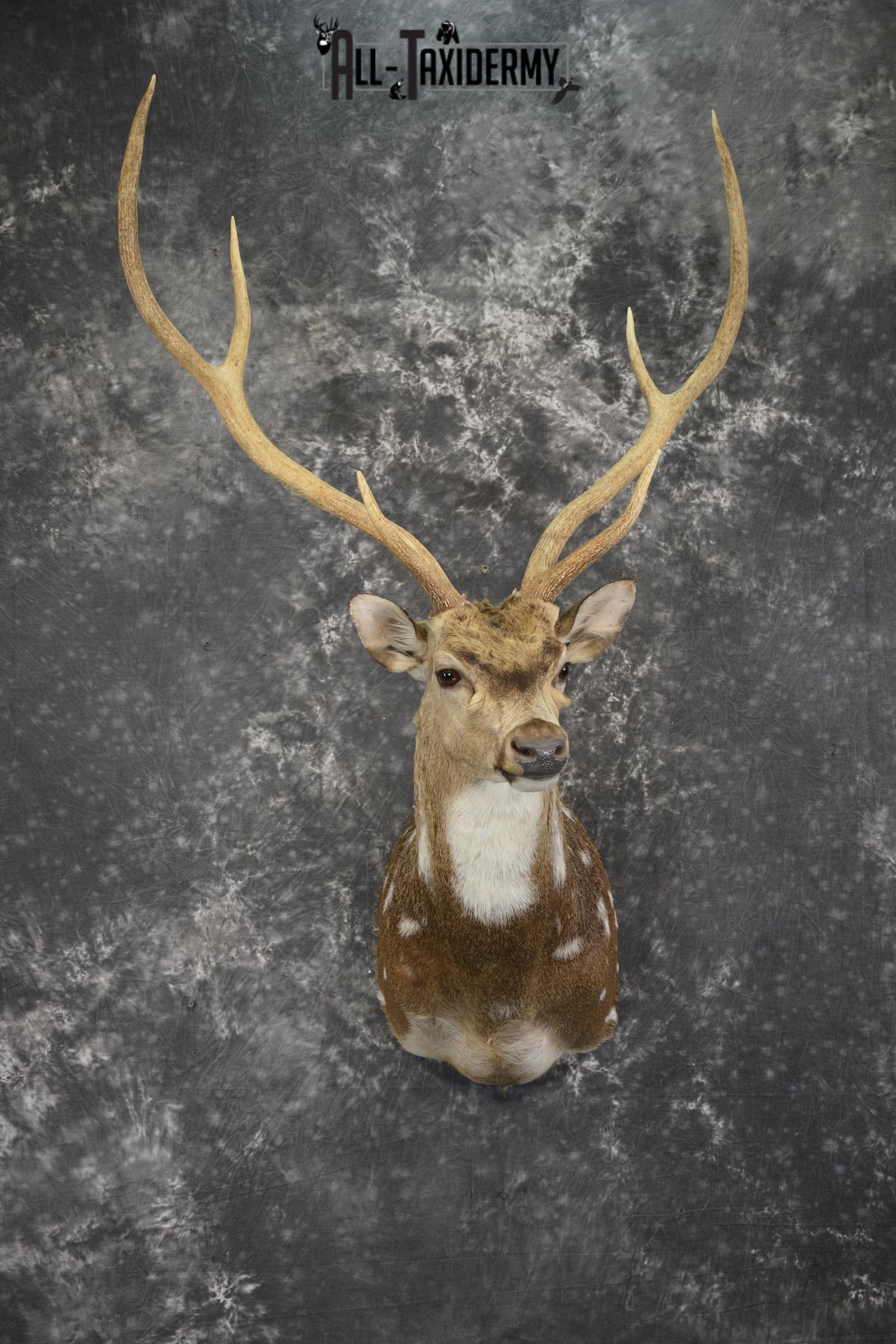 Axis deer taxidermy shoulder mount for sale SKU 1996