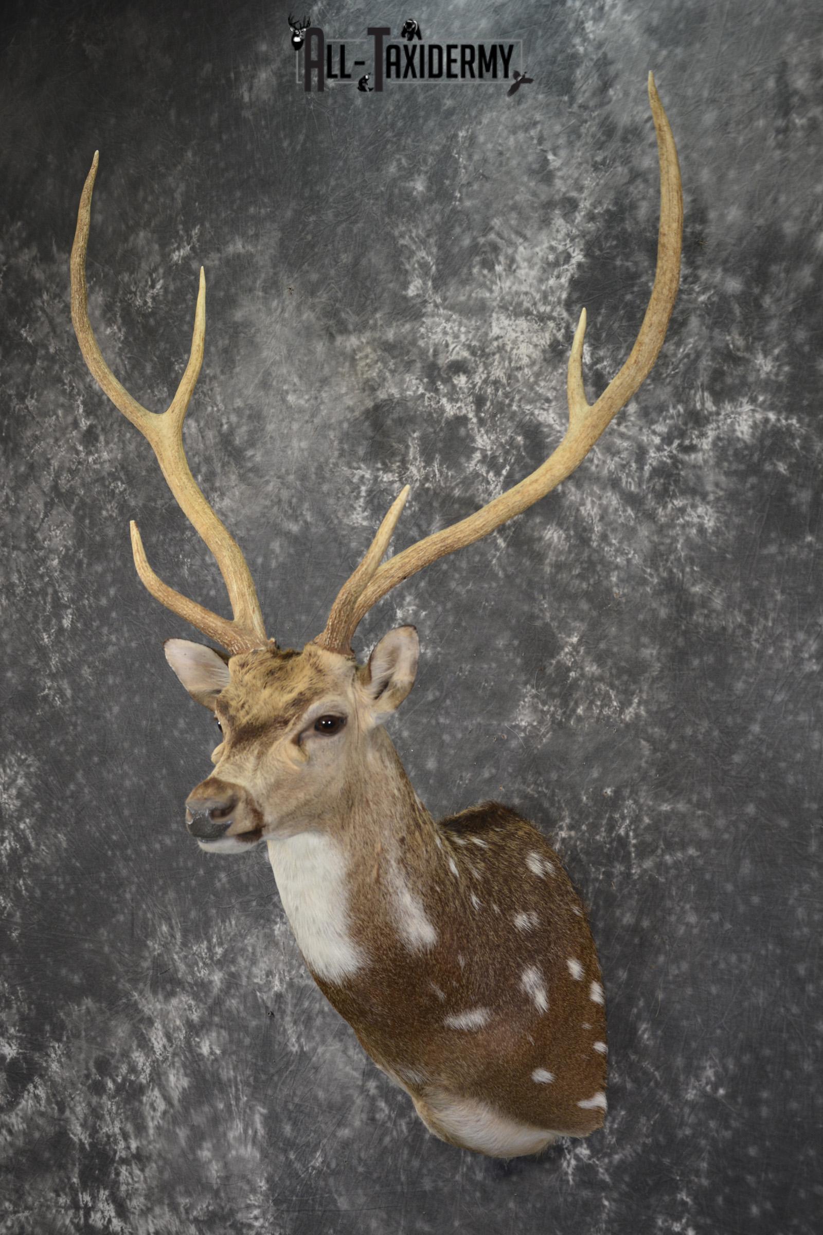 Axis deer taxidermy shoulder mount for sale SKU 1996 - Image 8