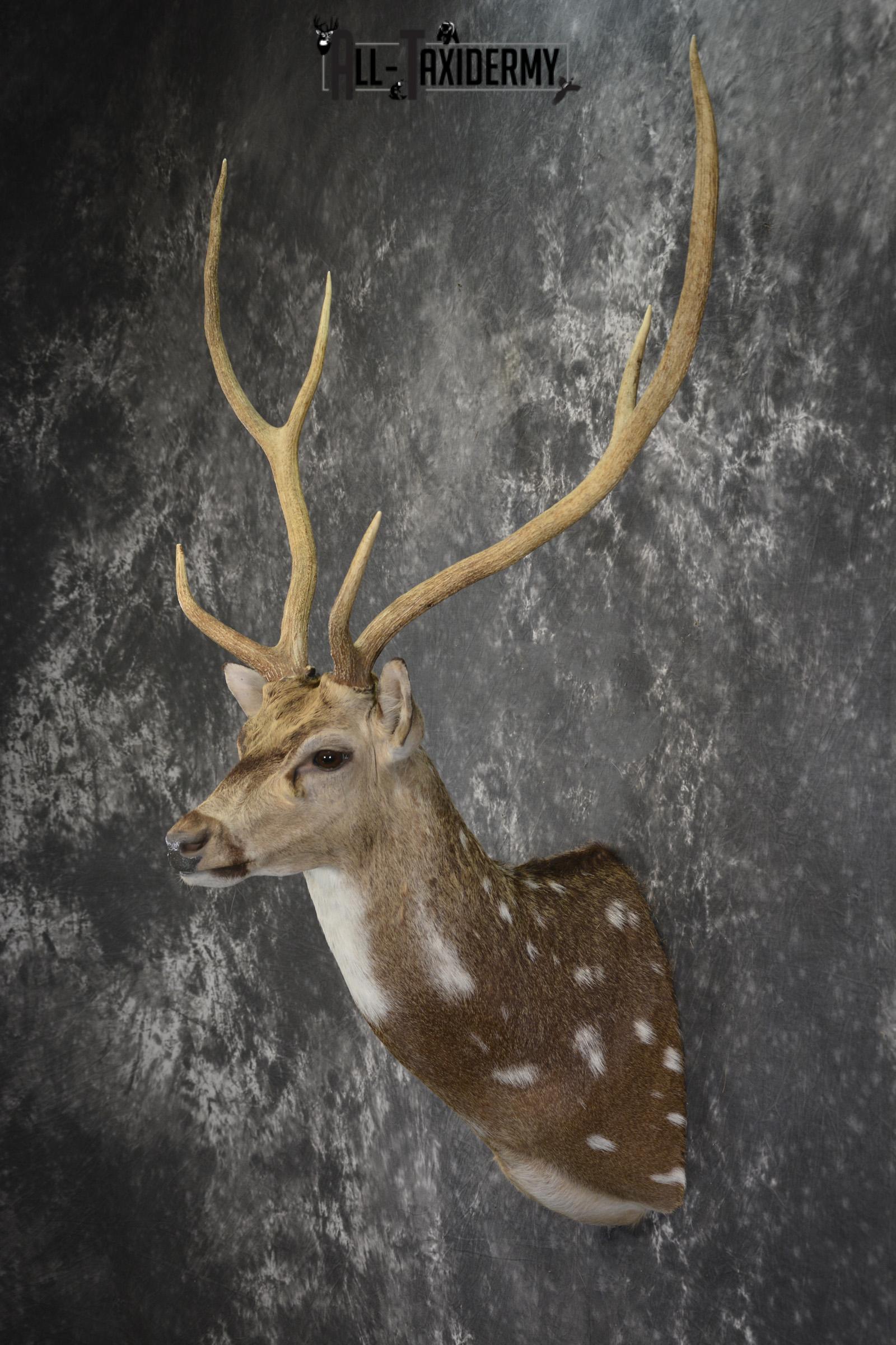 Axis deer taxidermy shoulder mount for sale SKU 1996 - Image 7
