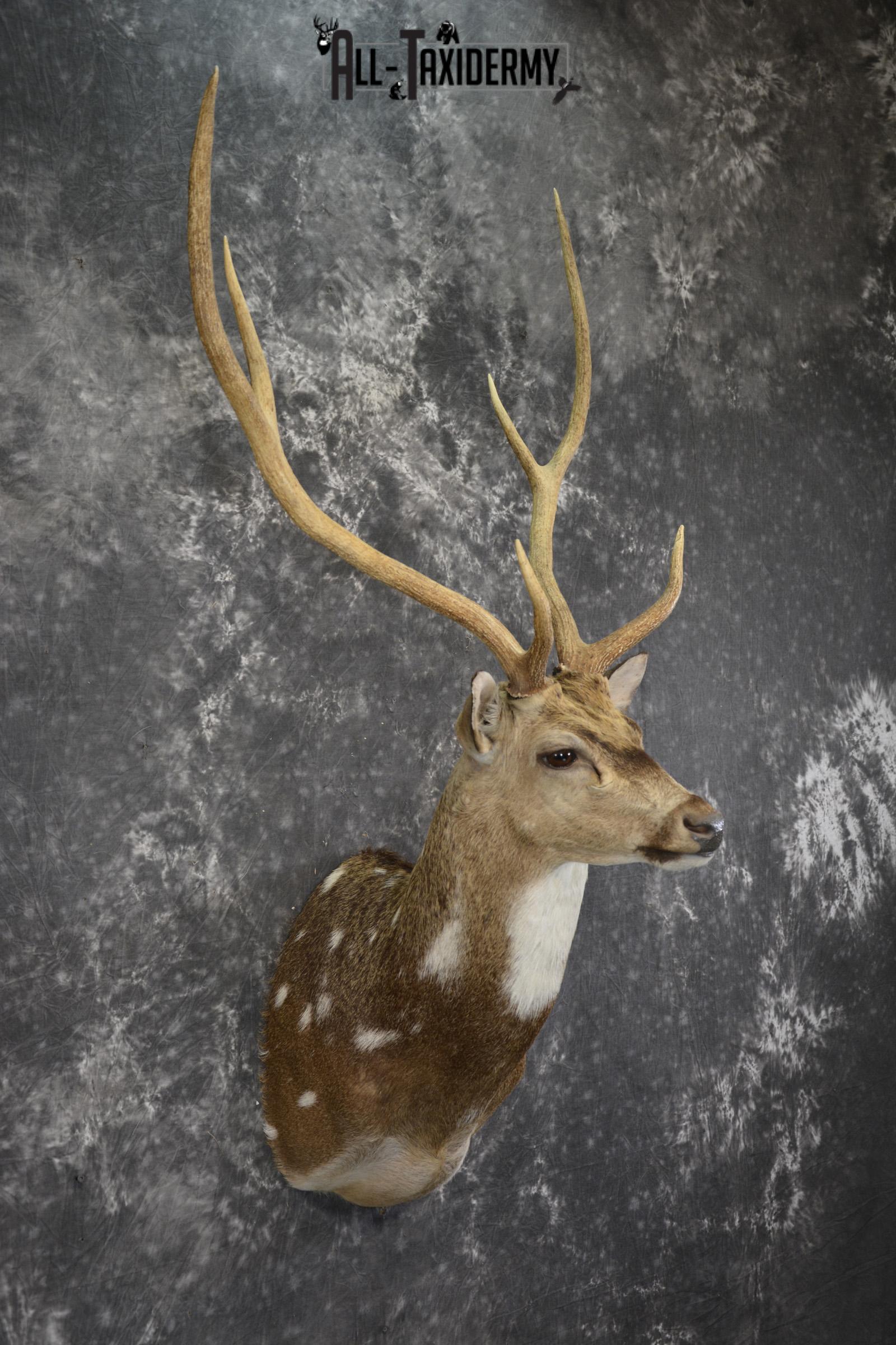 Axis deer taxidermy shoulder mount for sale SKU 1996 - Image 6