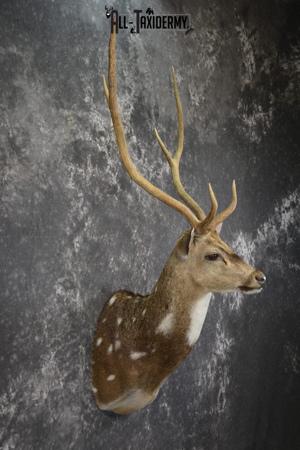 axis-deer-taxidermy-shoulder-mount-for-sale-sku-1996-all-taxidermy