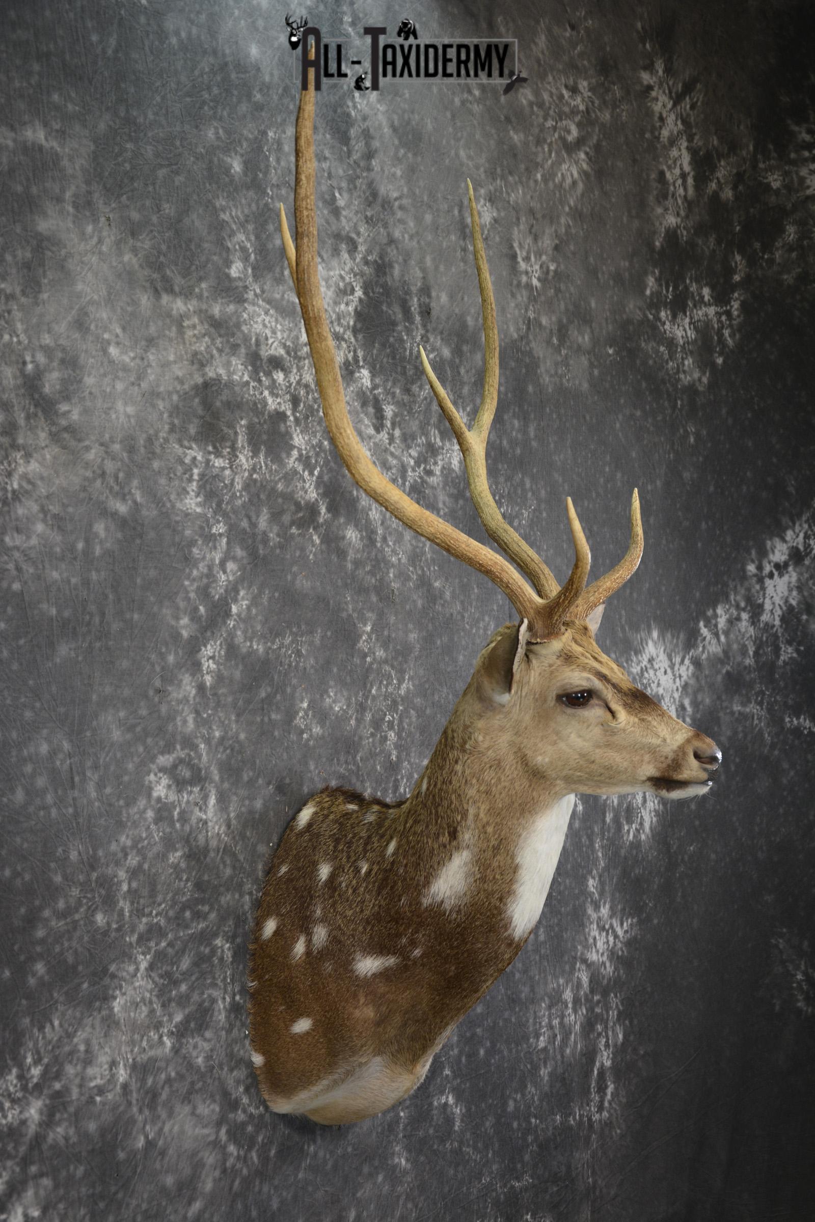 Axis deer taxidermy shoulder mount for sale SKU 1996 - Image 5