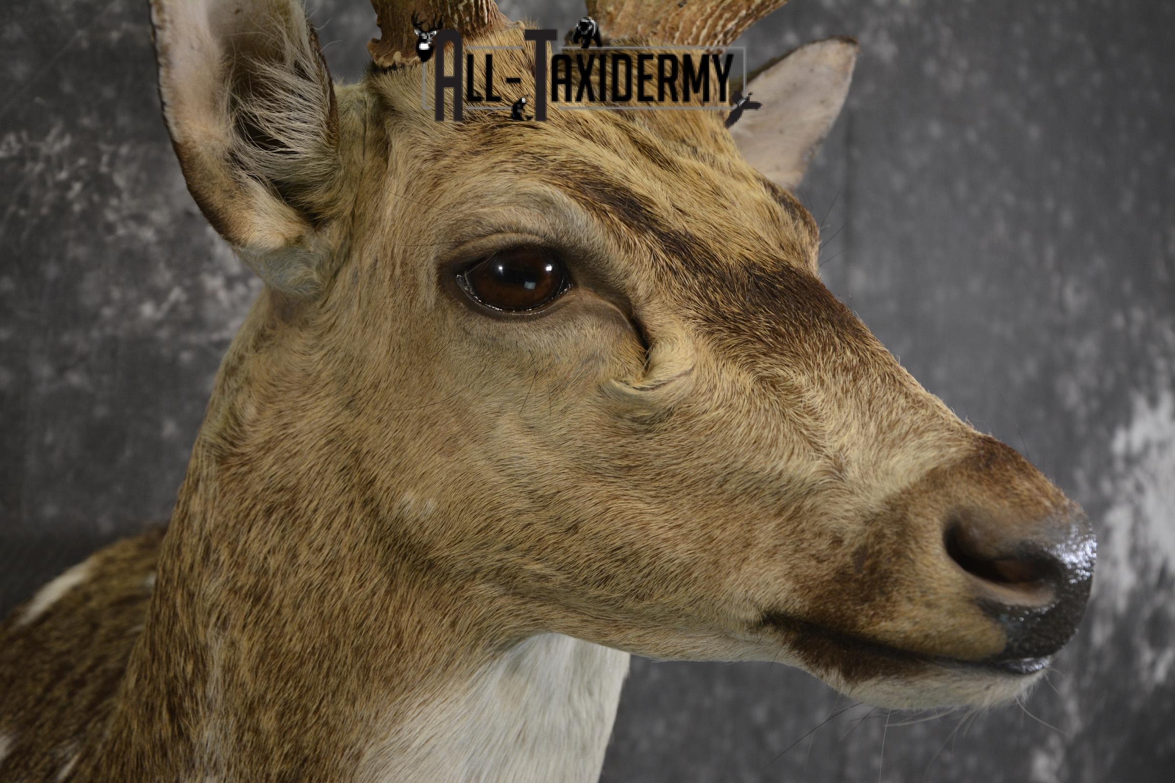 Axis deer taxidermy shoulder mount for sale SKU 1996 - Image 4