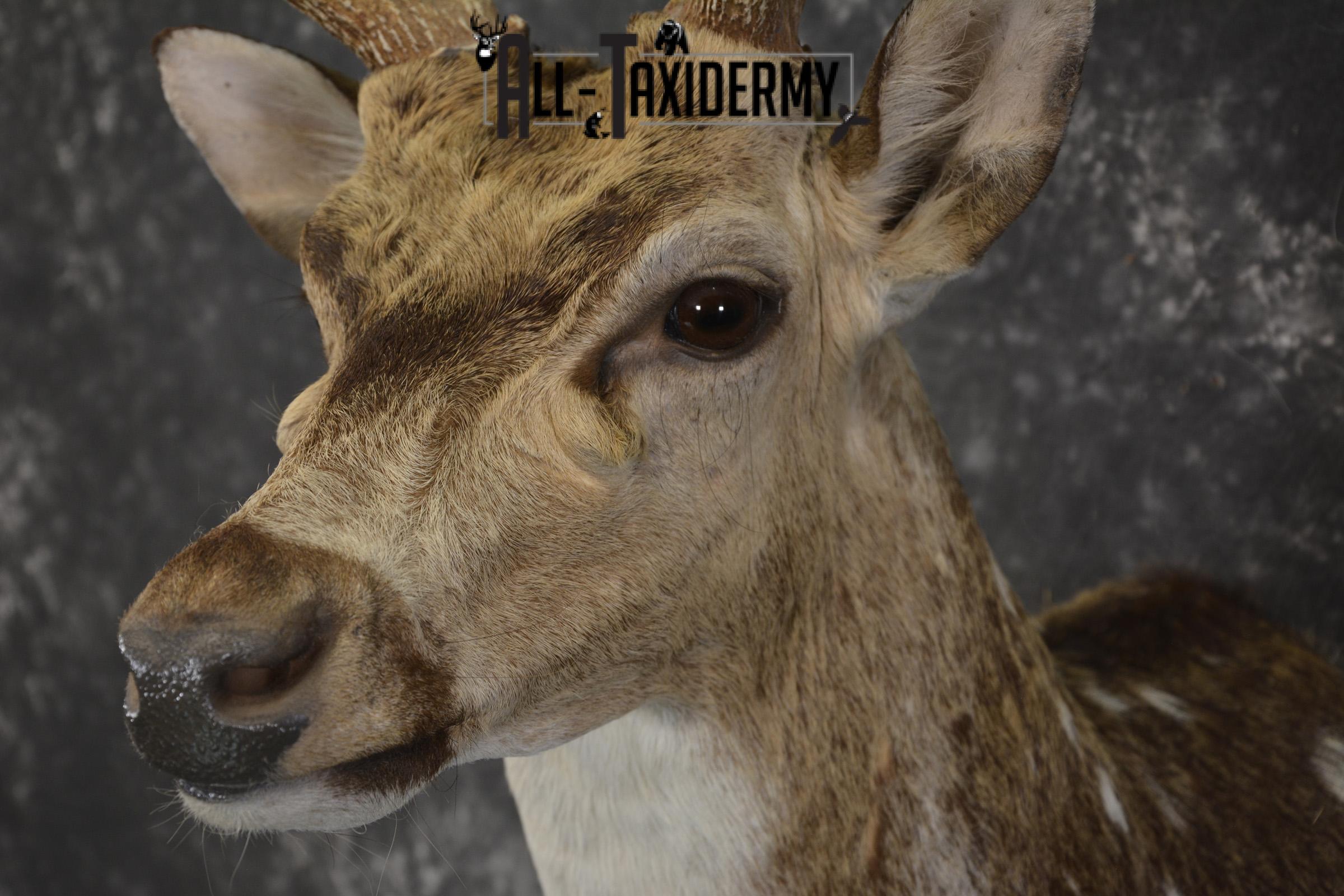 Axis deer taxidermy shoulder mount for sale SKU 1996 - Image 3