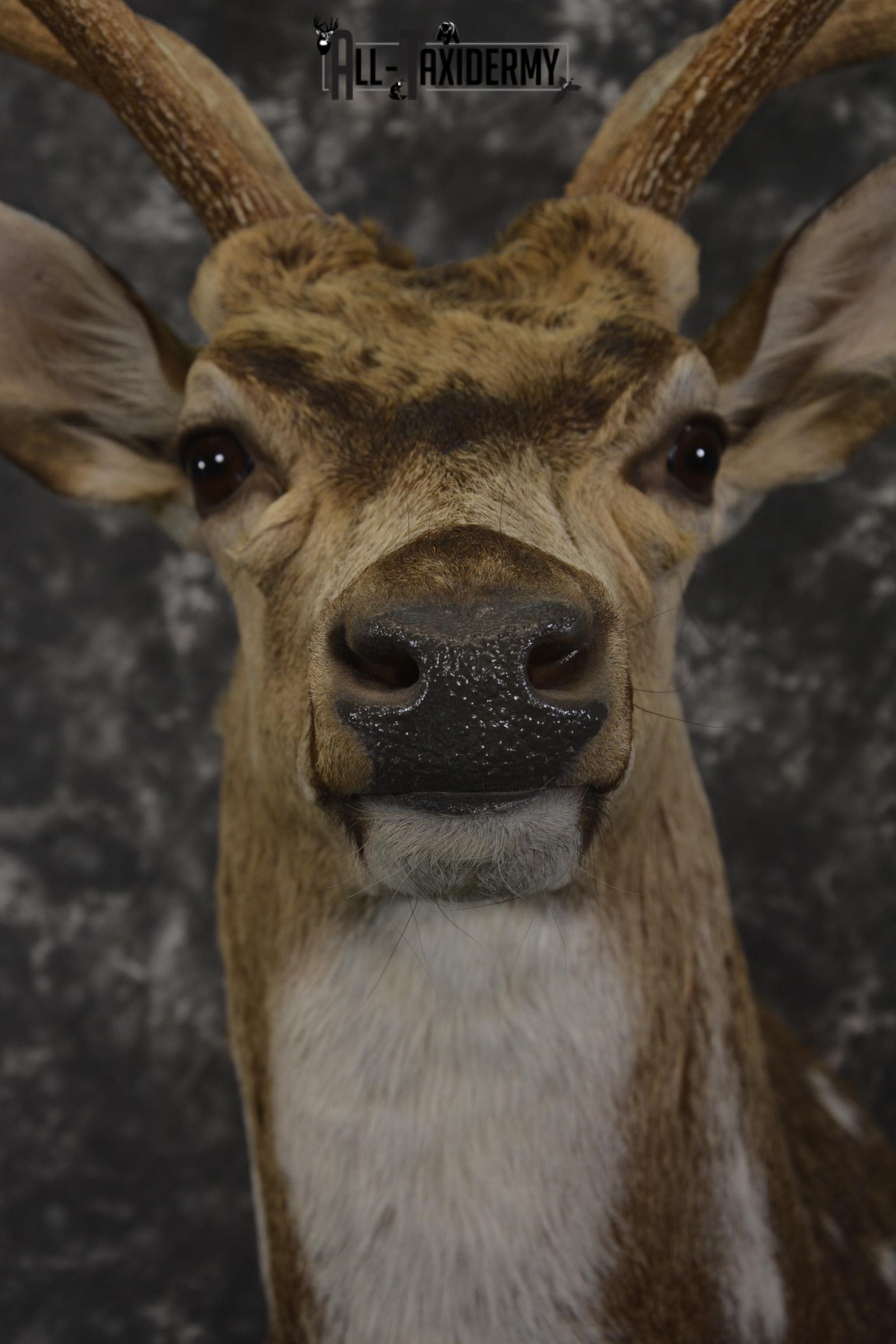 Axis deer taxidermy shoulder mount for sale SKU 1996 - Image 2