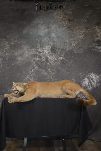 Full body Cougar taxidermy shoulder mount for sale SKU 1967