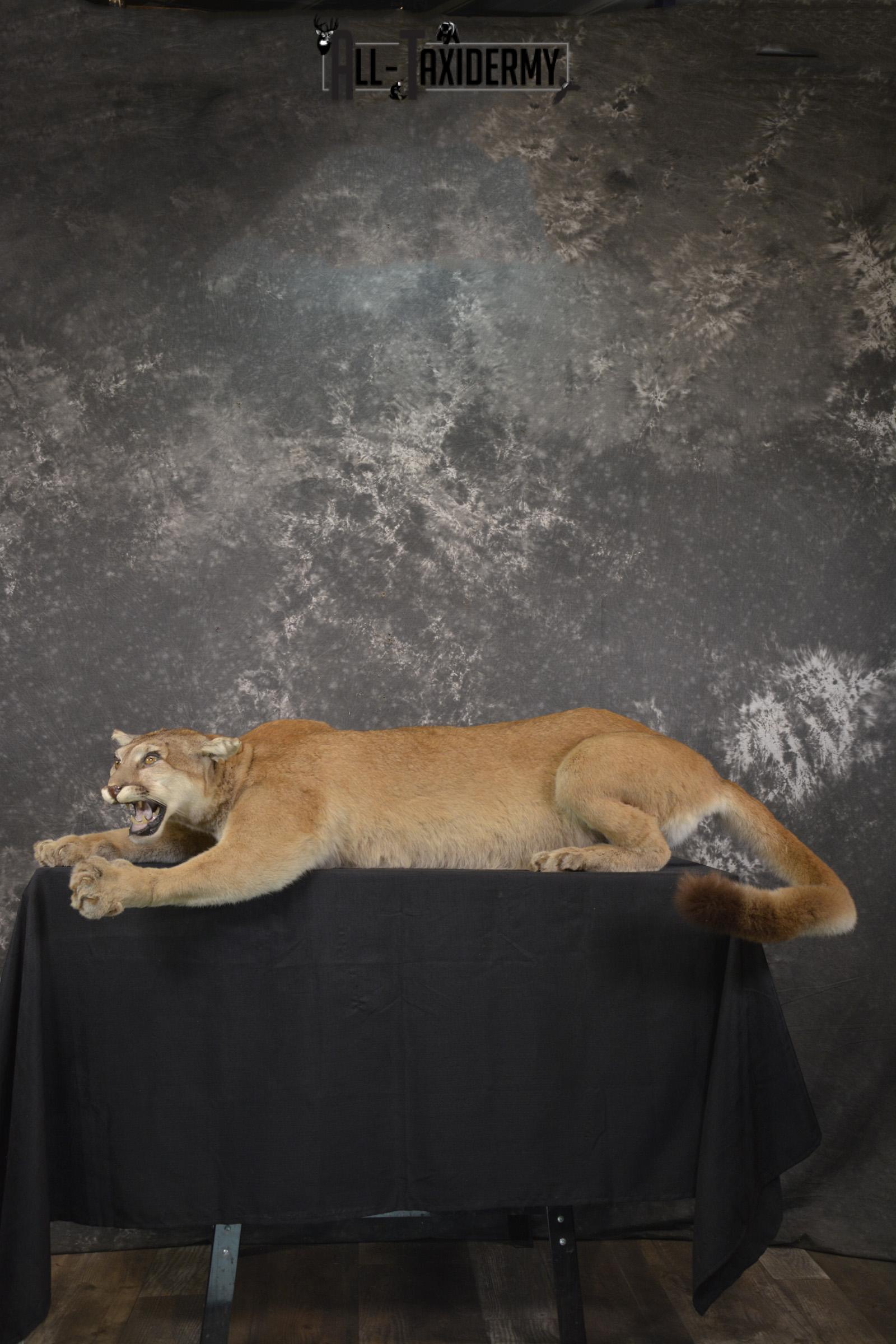 Full body Cougar taxidermy shoulder mount for sale SKU 1967