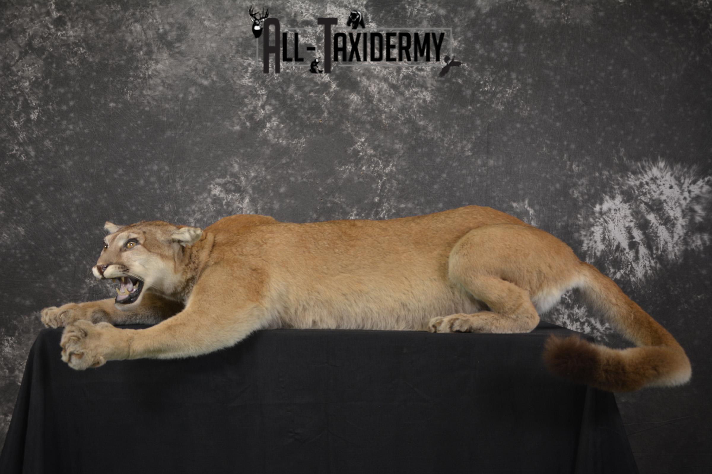 Full body Cougar taxidermy shoulder mount for sale SKU 1967 - Image 6
