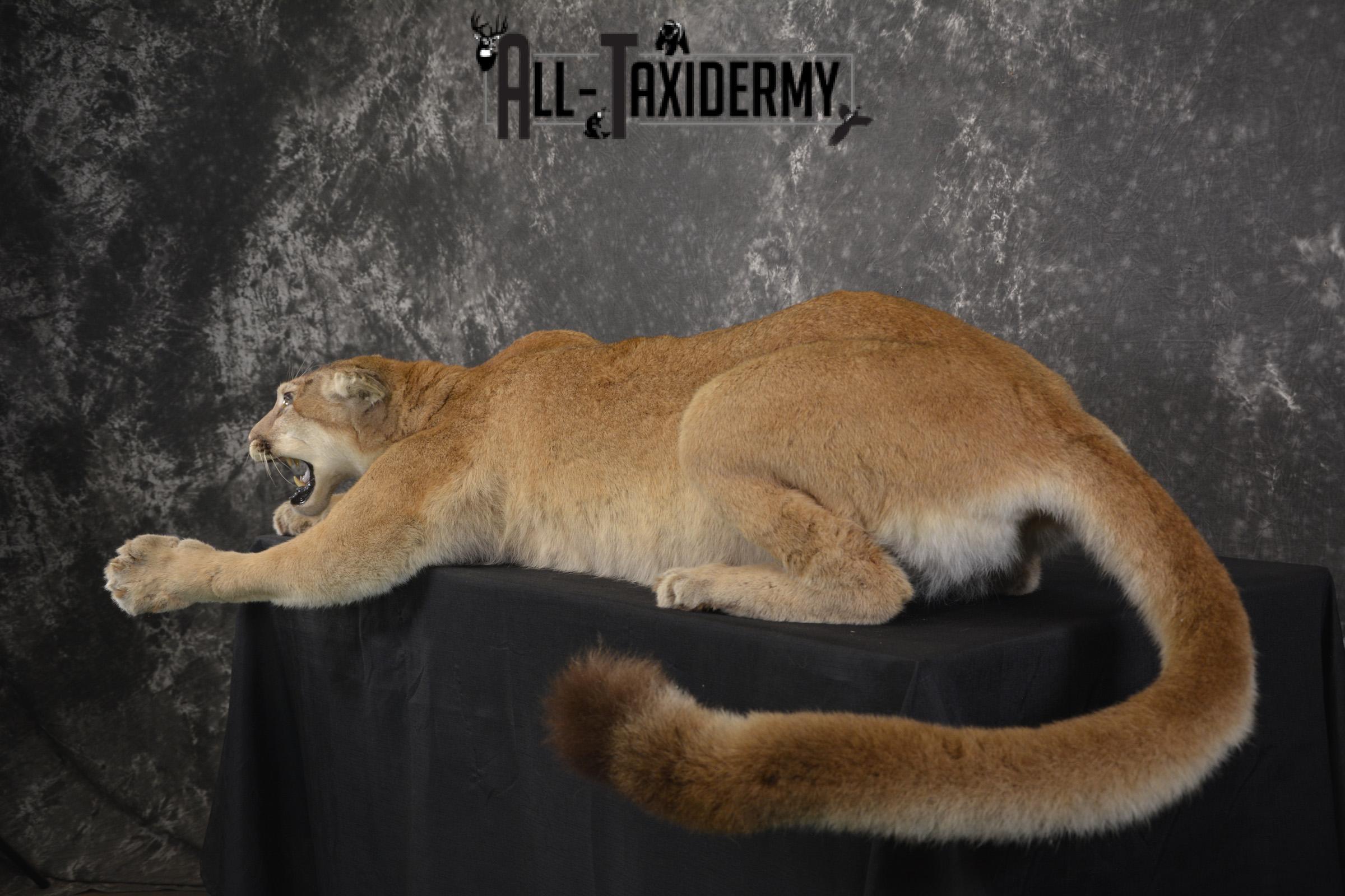Full body Cougar taxidermy shoulder mount for sale SKU 1967 - Image 5