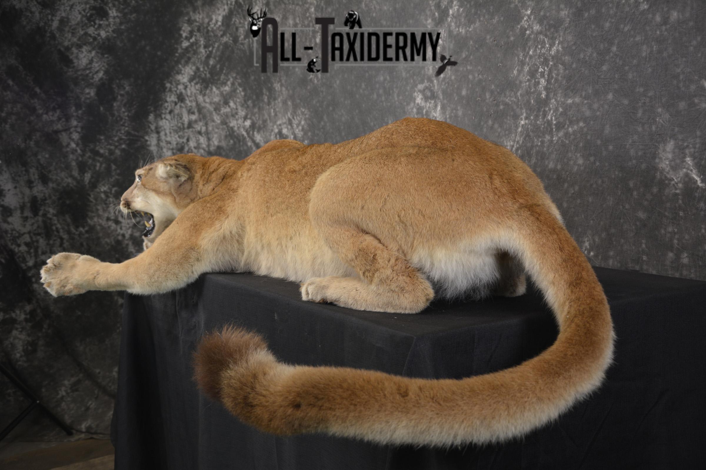 Full body Cougar taxidermy shoulder mount for sale SKU 1967 - Image 4