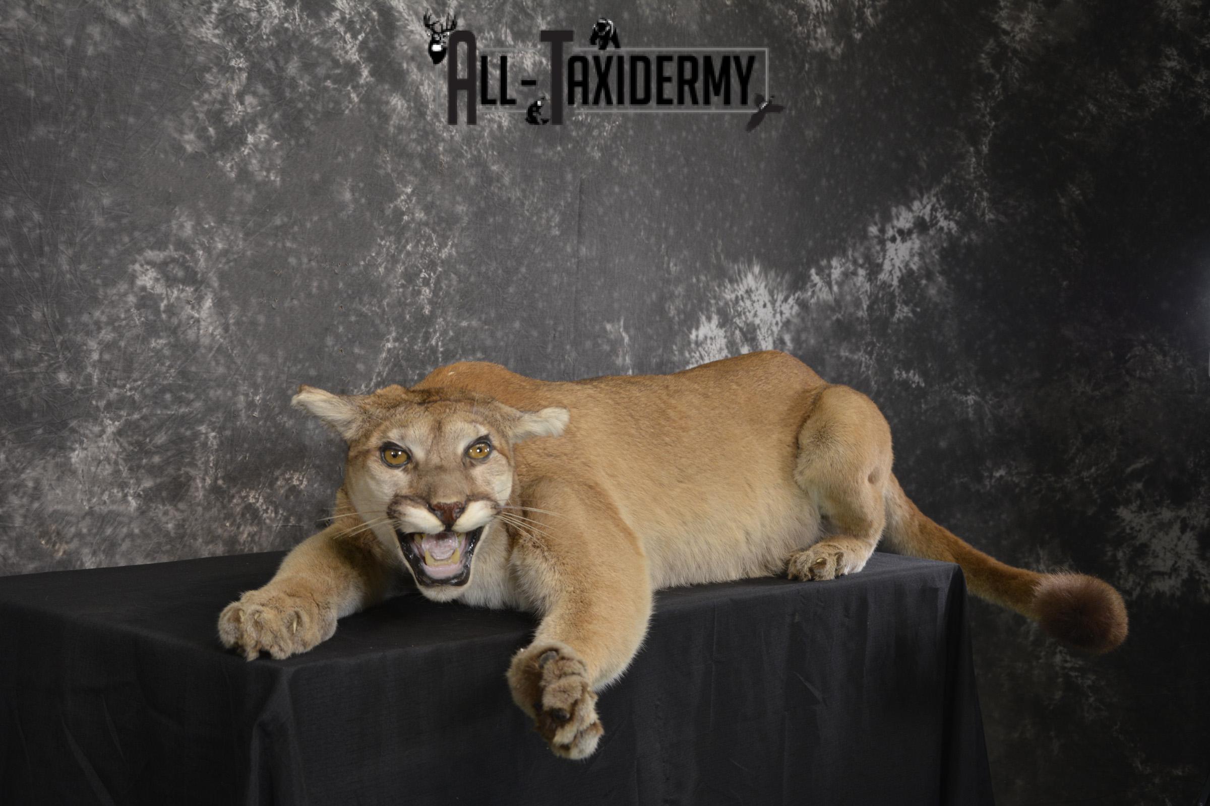 Full body Cougar taxidermy shoulder mount for sale SKU 1967 - Image 3