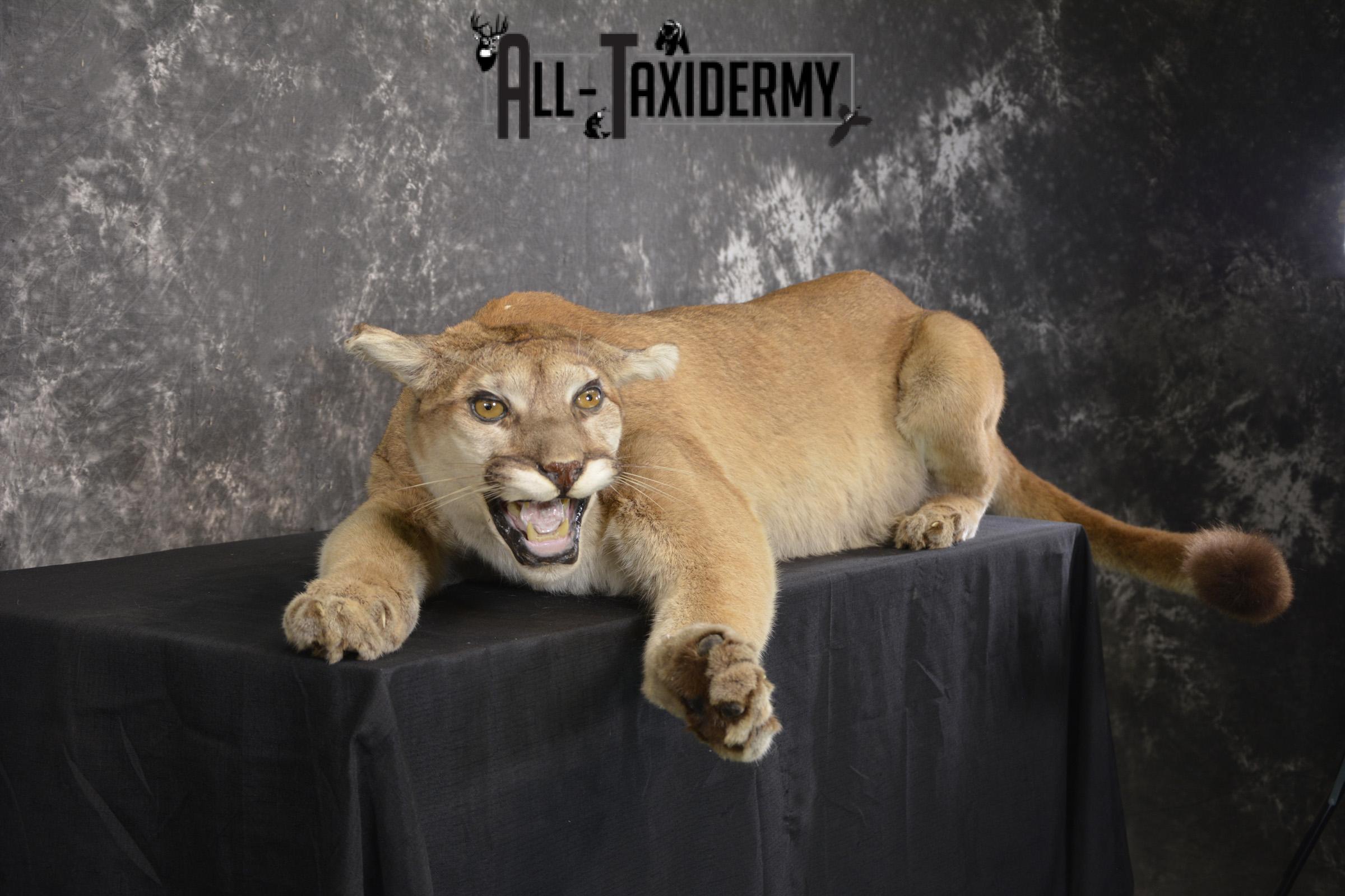 Full body Cougar taxidermy shoulder mount for sale SKU 1967 - Image 2