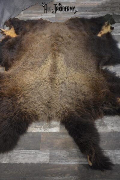 XXL Bison Hide taxidermy for sale SKU 1951