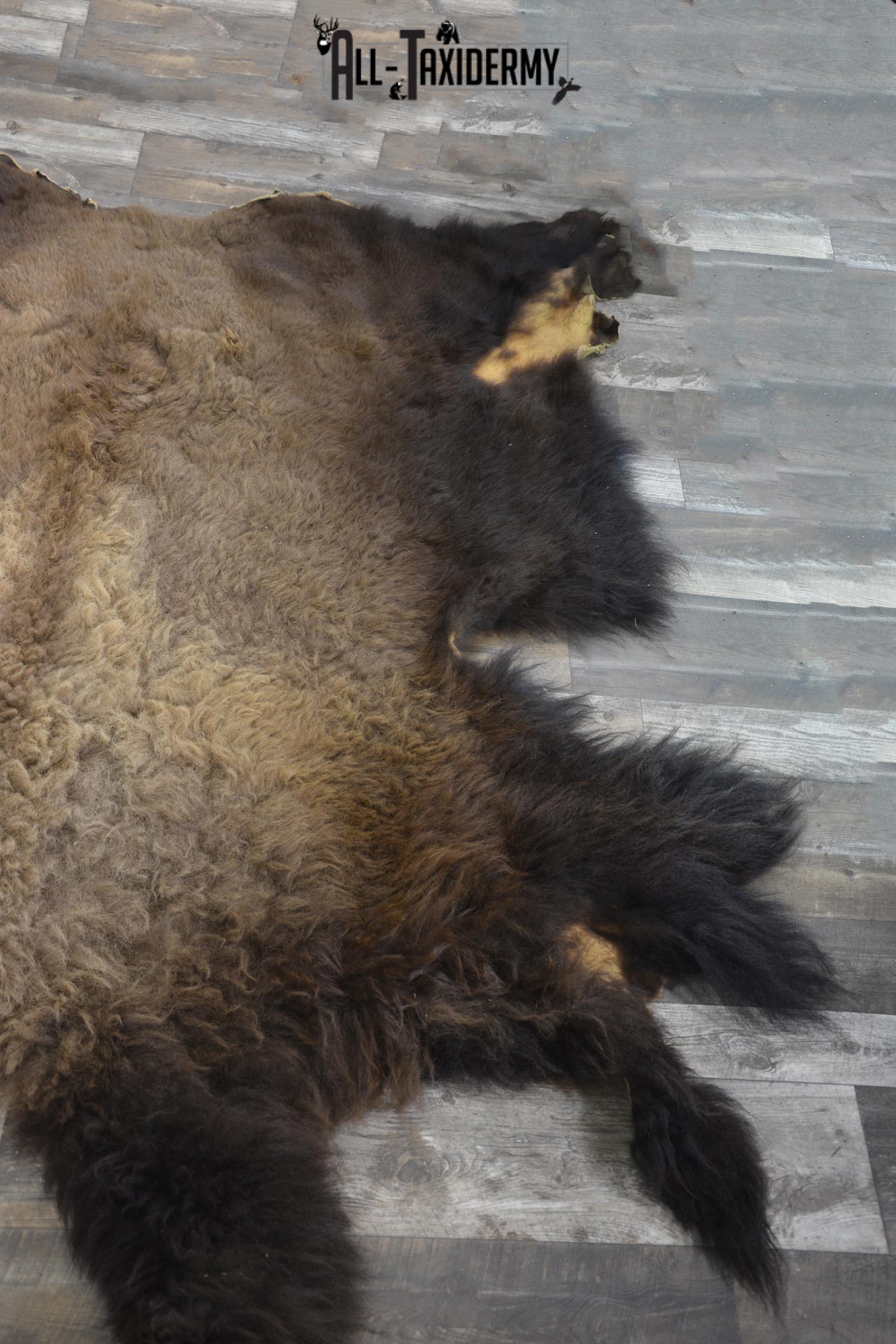 XXL Bison Hide taxidermy for sale SKU 1951 - Image 10