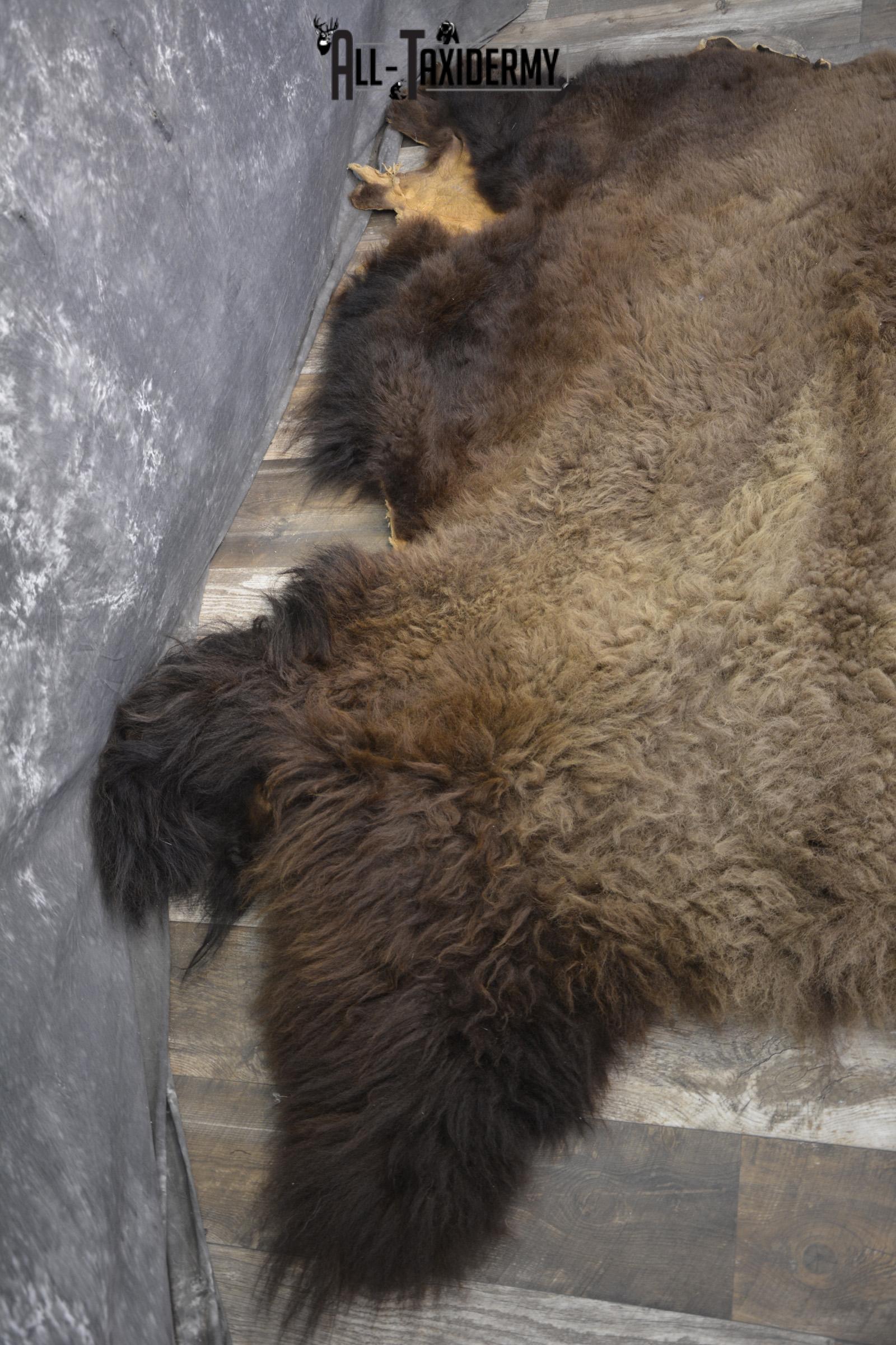 XXL Bison Hide taxidermy for sale SKU 1951 - Image 9