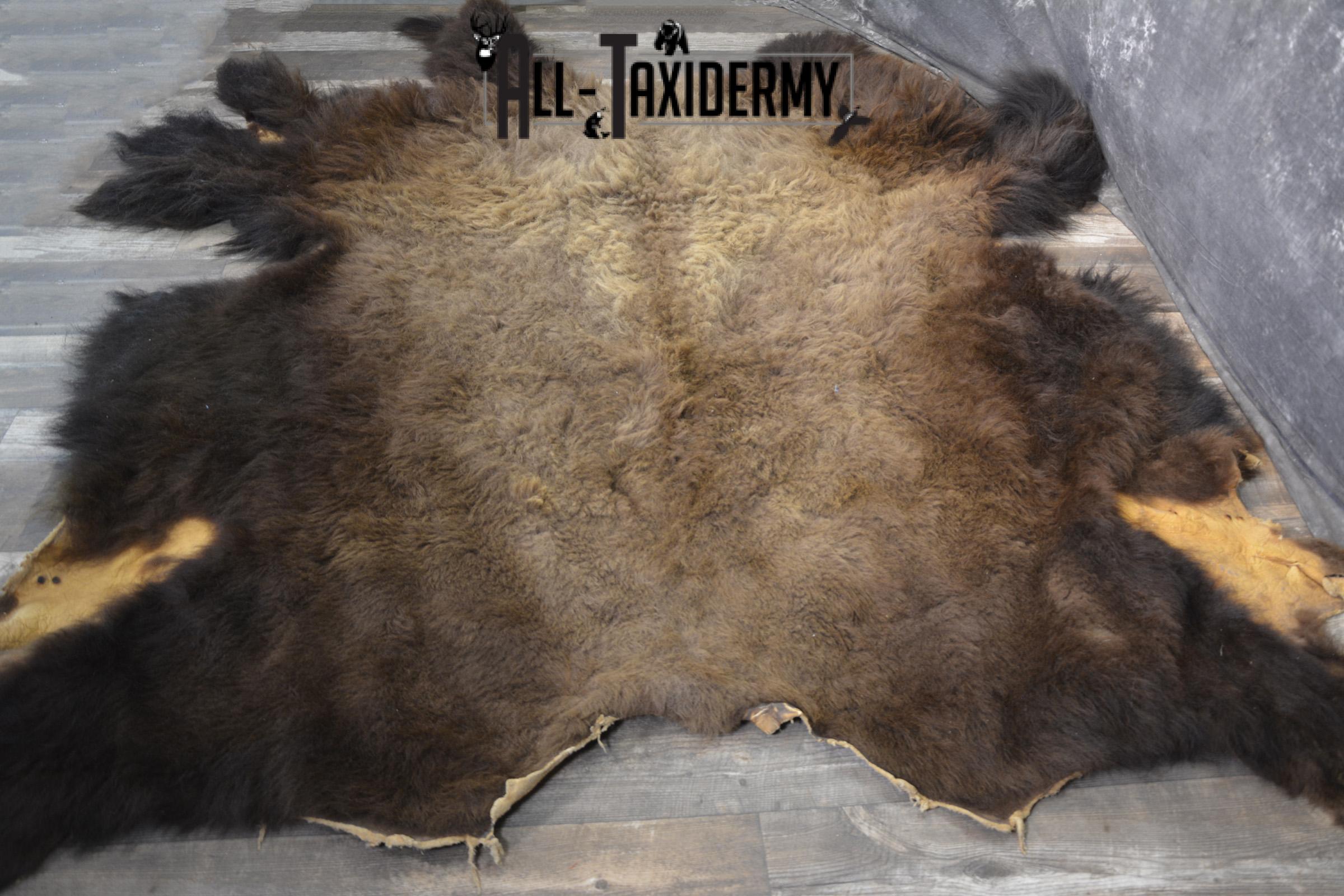 XXL Bison Hide taxidermy for sale SKU 1951 - Image 8
