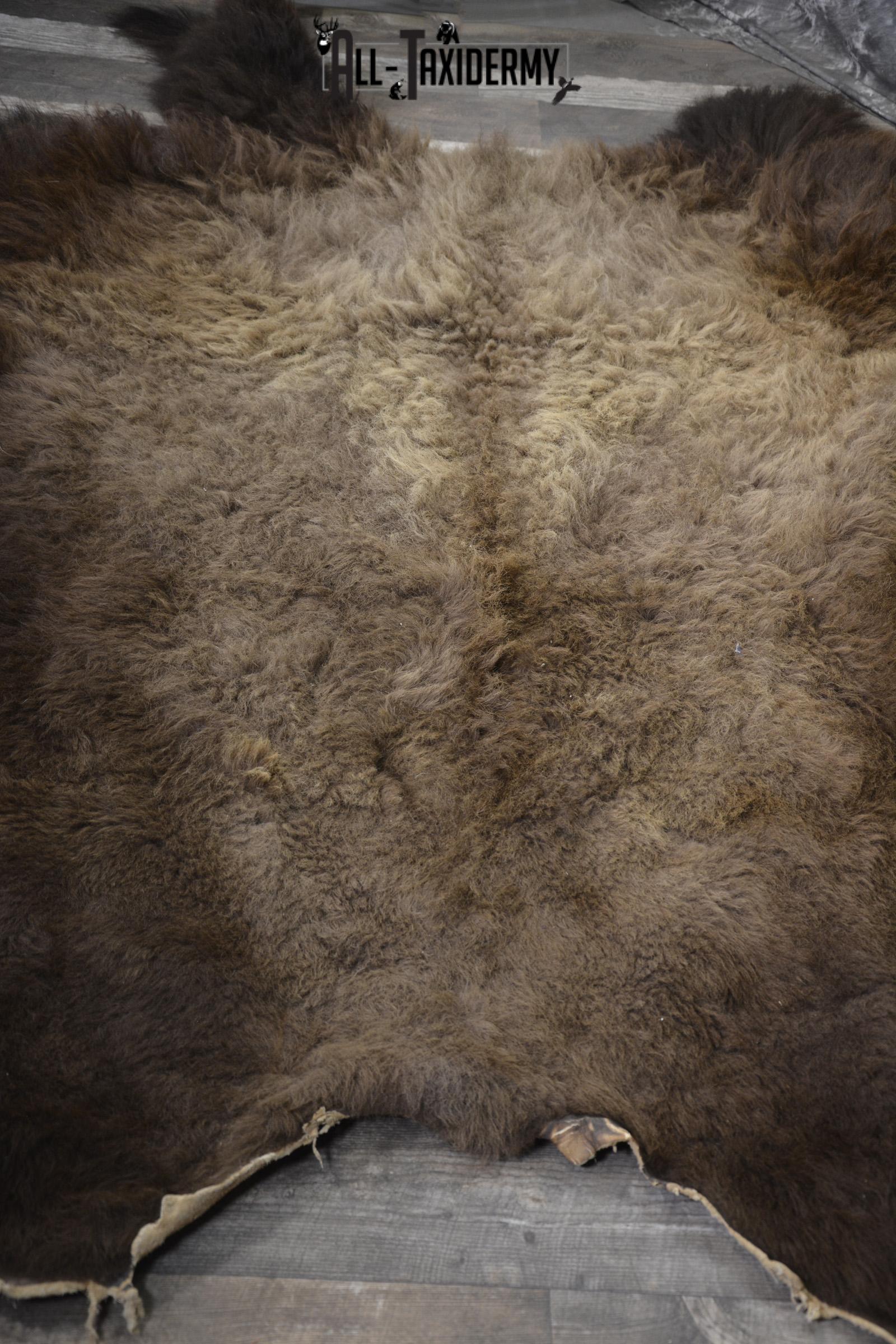 XXL Bison Hide taxidermy for sale SKU 1951 - Image 7