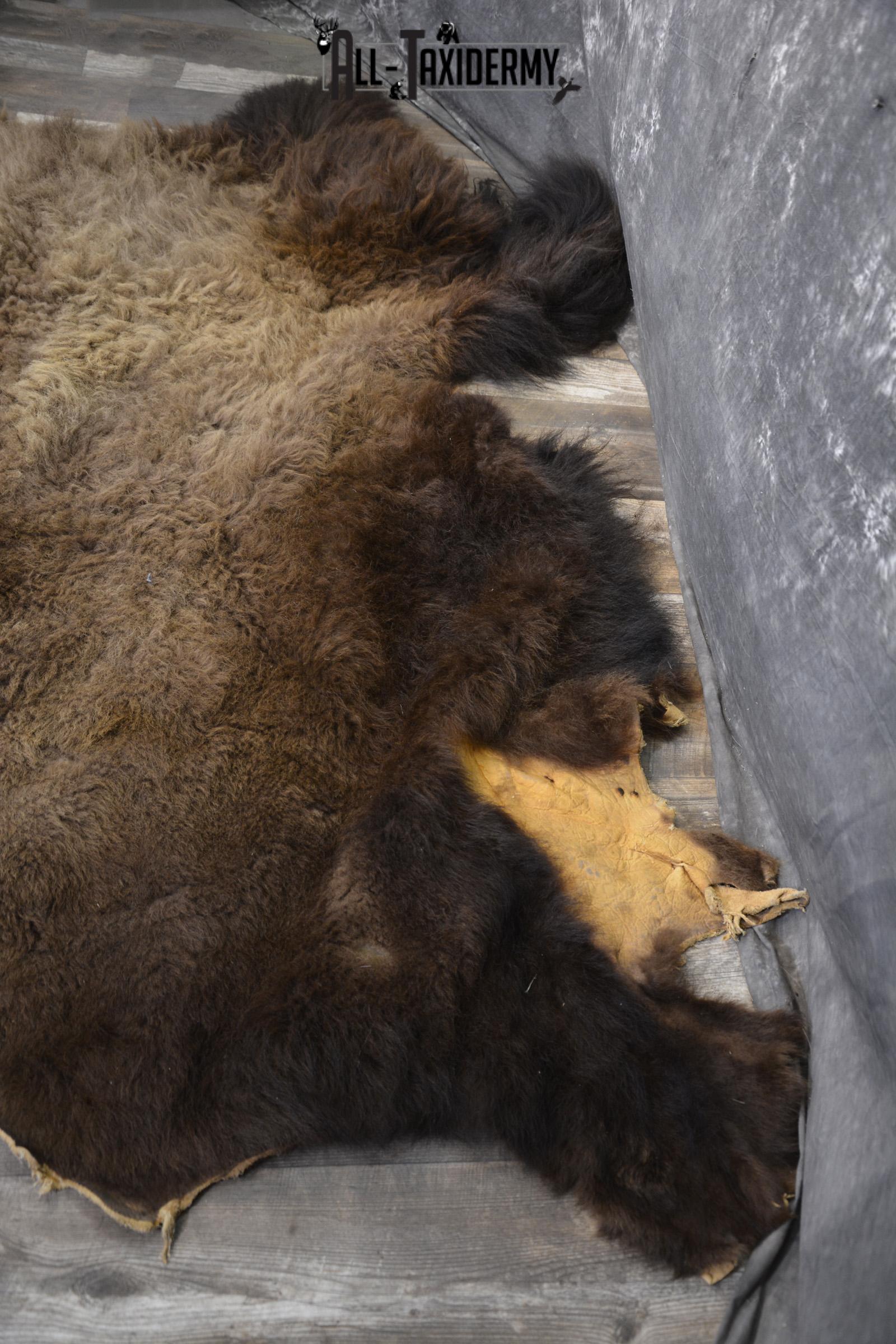 XXL Bison Hide taxidermy for sale SKU 1951 - Image 6