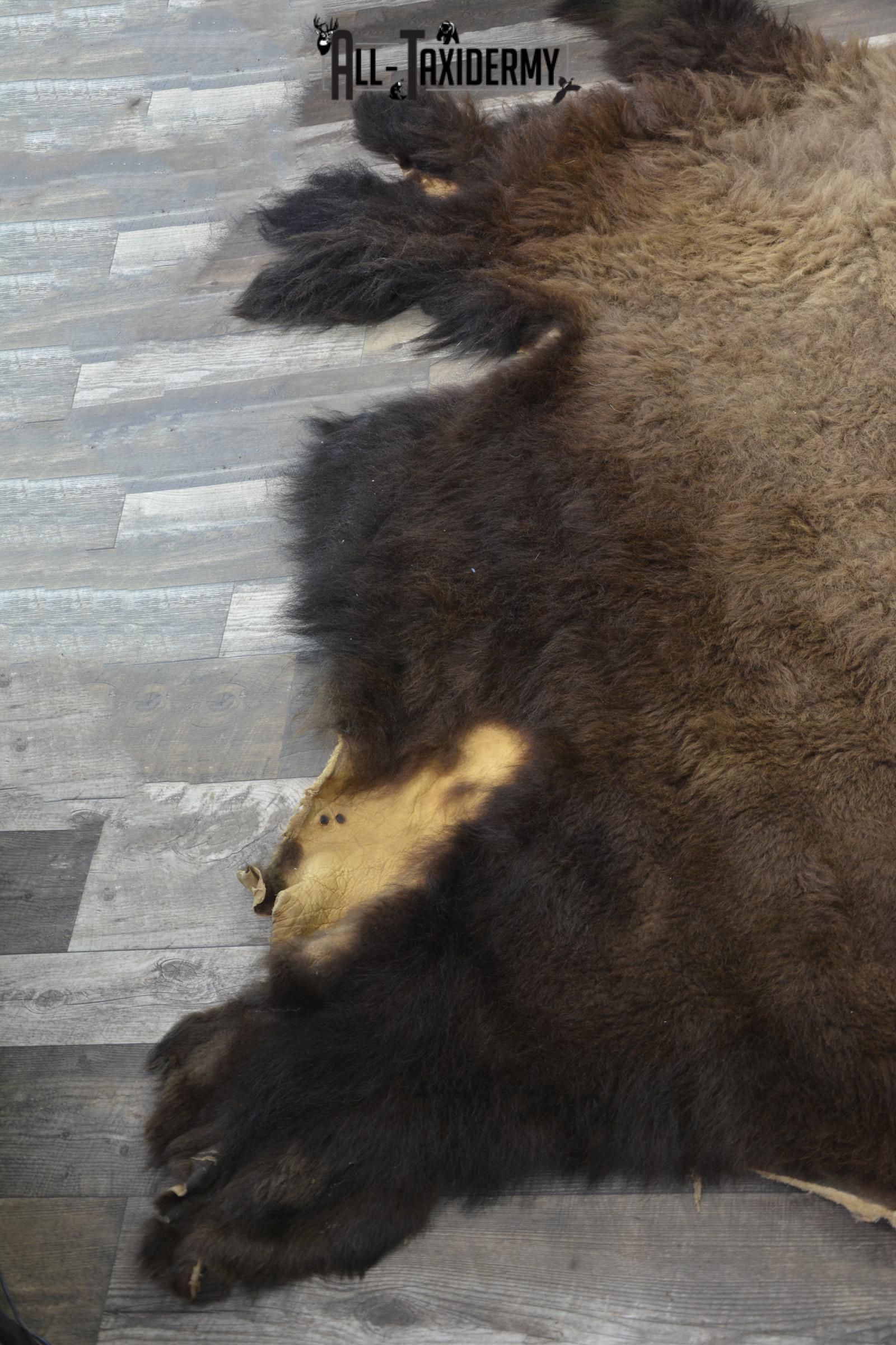 XXL Bison Hide taxidermy for sale SKU 1951 - Image 5