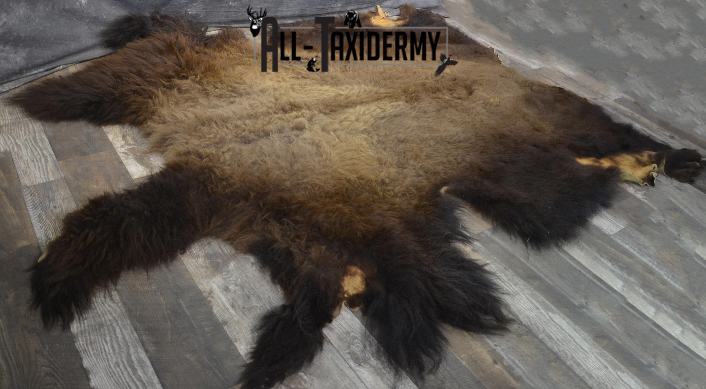 XXL Bison Hide taxidermy for sale SKU 1951 - Image 4
