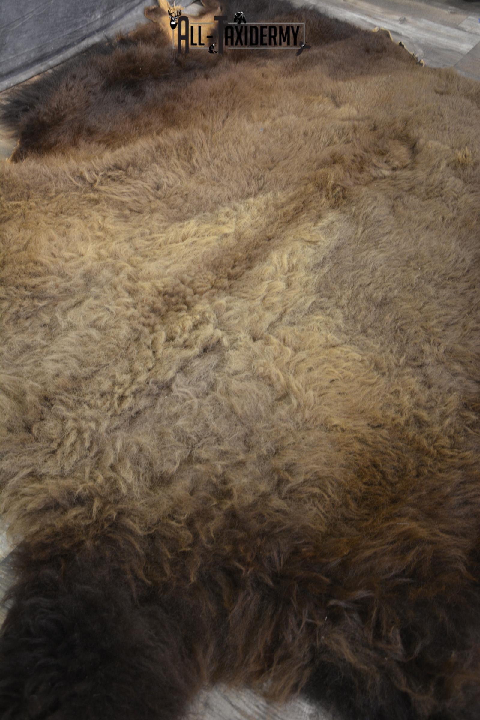 XXL Bison Hide taxidermy for sale SKU 1951 - Image 3