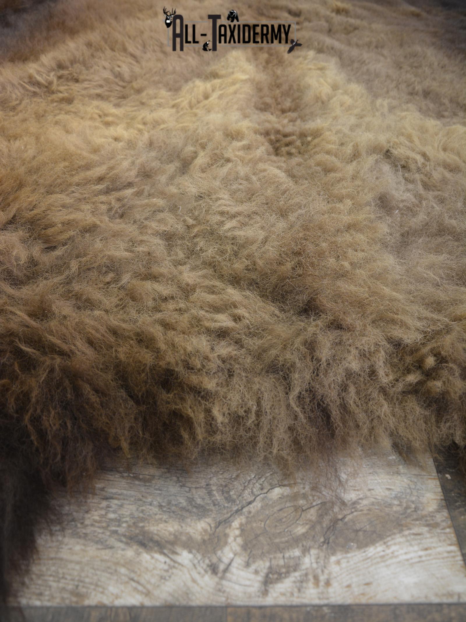 XXL Bison Hide taxidermy for sale SKU 1951 - Image 2