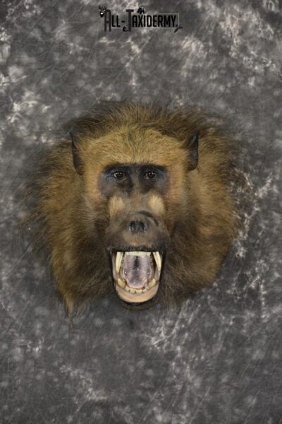 African Baboon Taxidermy Shoulder Mount SKU 2005