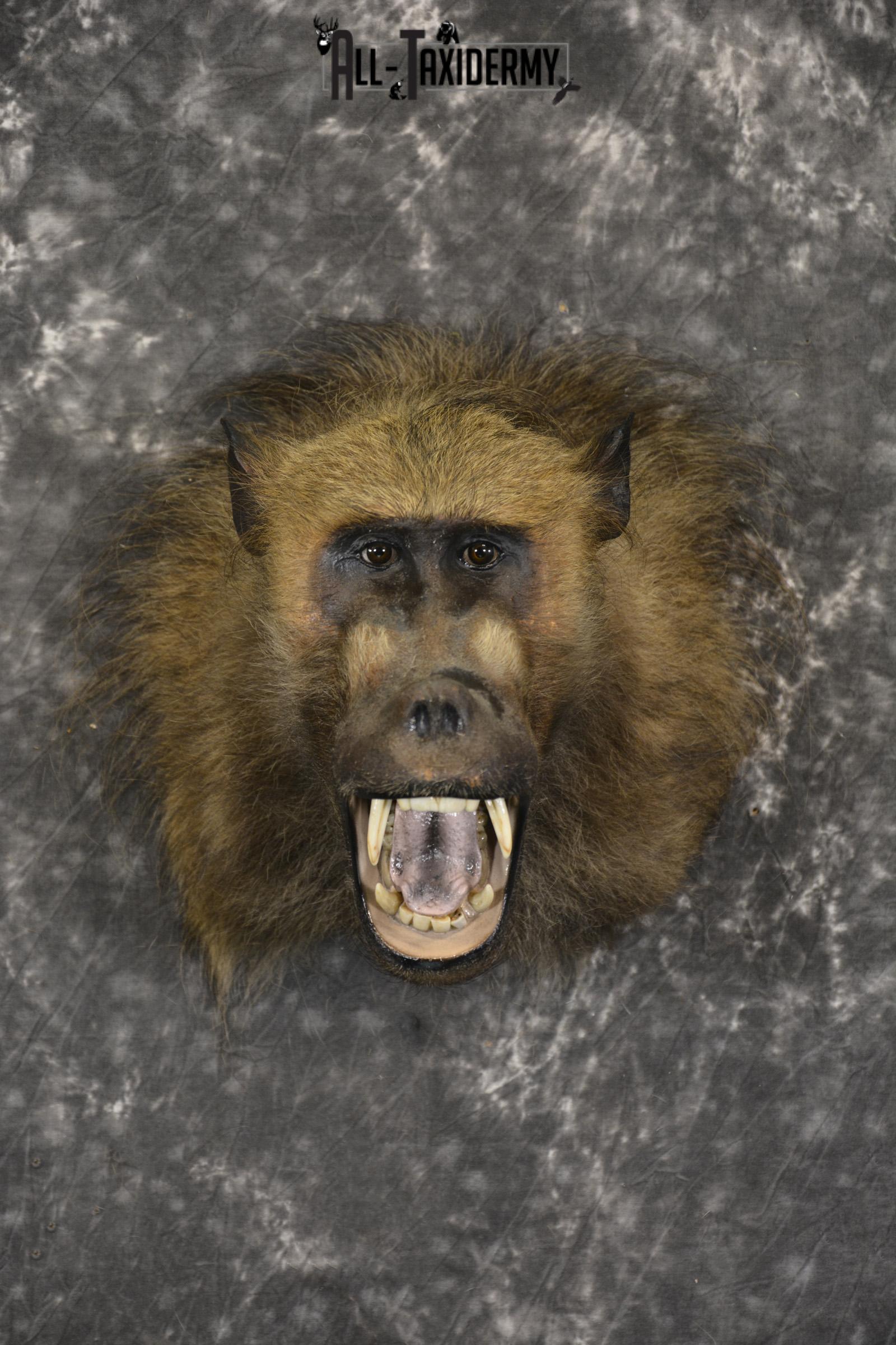 Baboon Rug African Baboon Taxidermy Shoulder Mount SKU 2005 - All Taxidermy