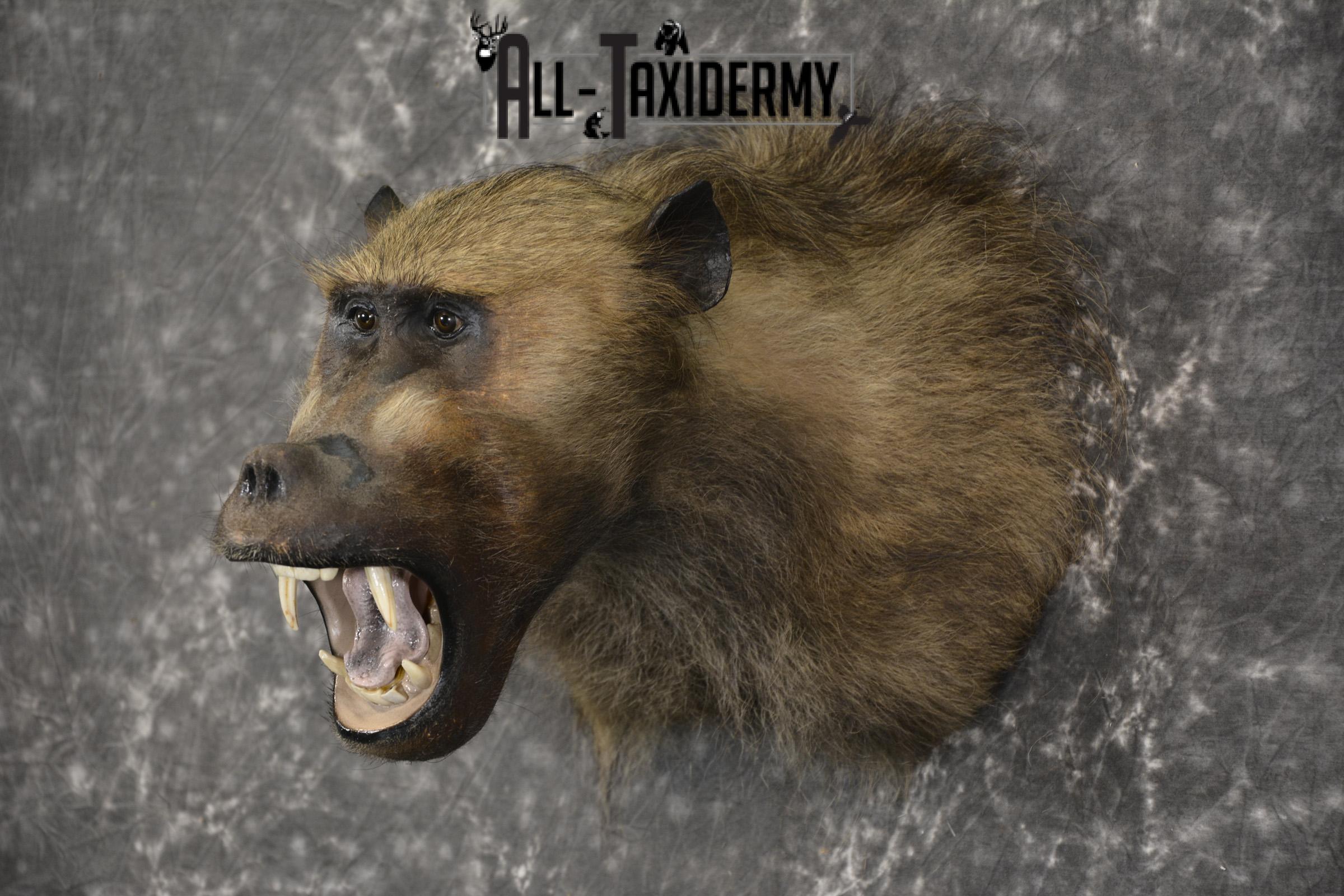 African Baboon Taxidermy Shoulder Mount SKU 2005 - Image 9