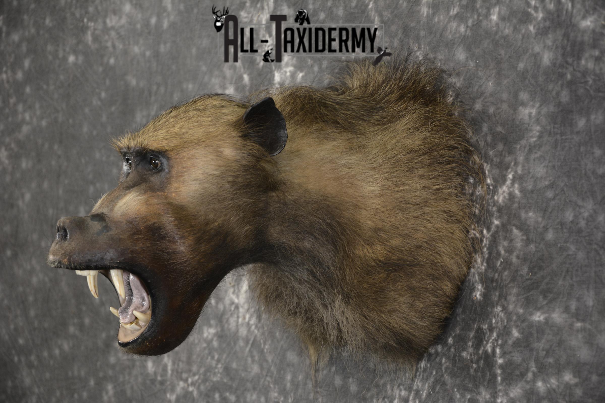 African Baboon Taxidermy Shoulder Mount SKU 2005 - Image 8