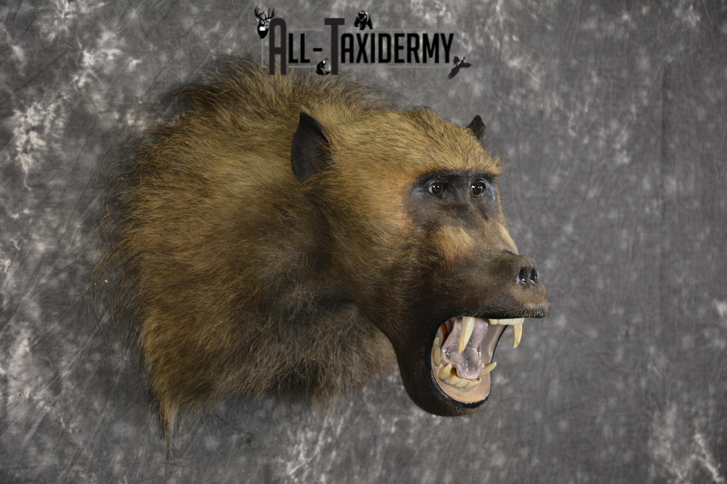 African Baboon Taxidermy Shoulder Mount SKU 2005 - Image 7