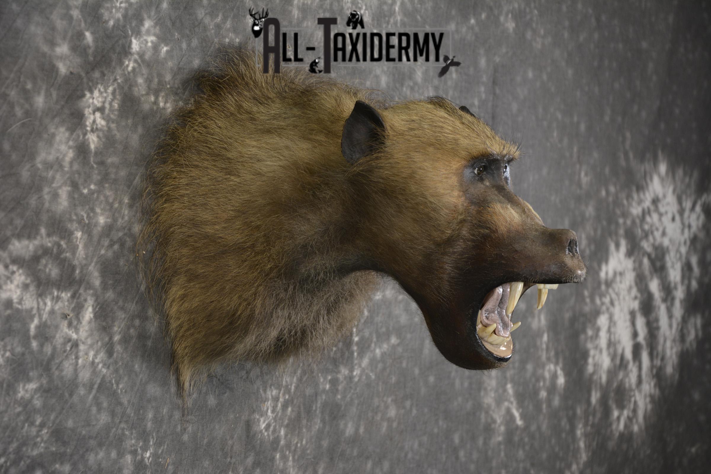 African Baboon Taxidermy Shoulder Mount SKU 2005 - Image 6