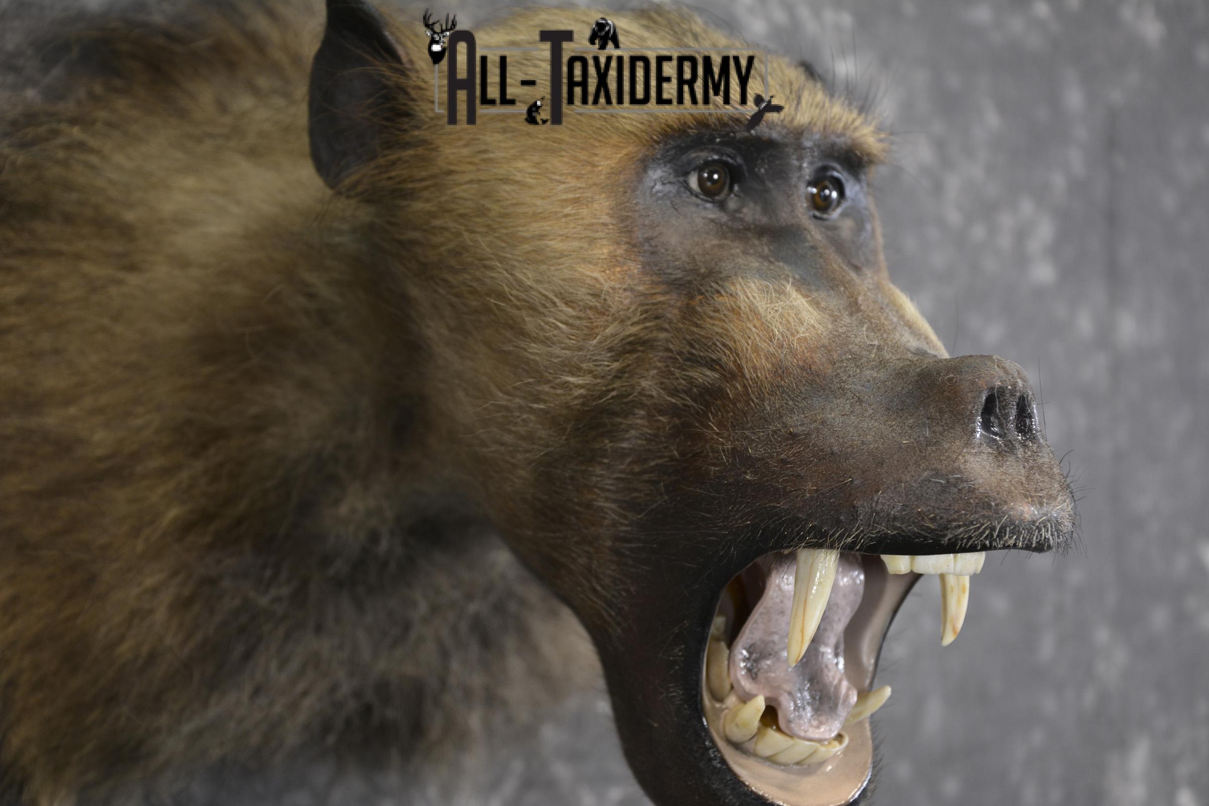 African Baboon Taxidermy Shoulder Mount SKU 2005 - Image 5