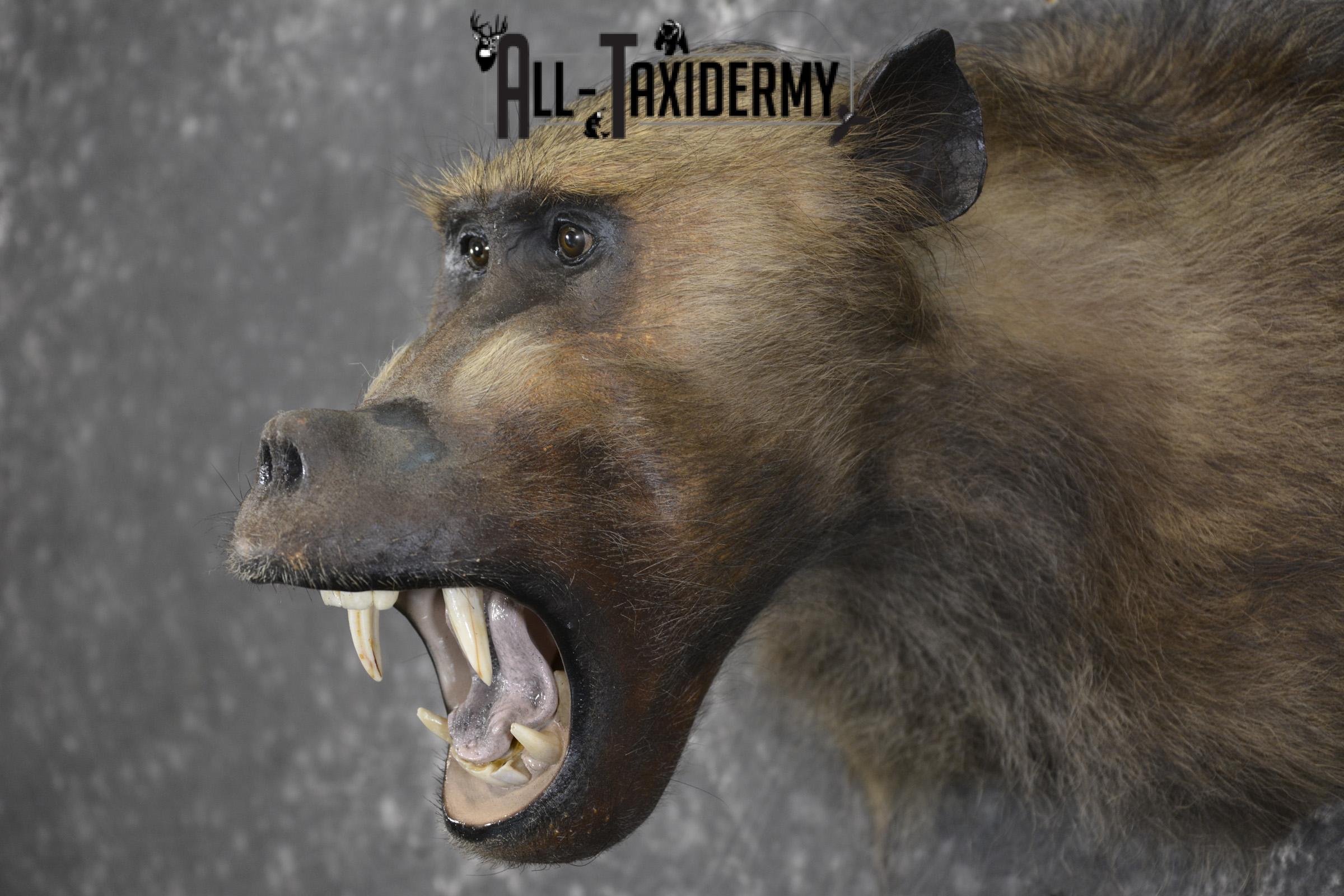 African Baboon Taxidermy Shoulder Mount SKU 2005 - Image 4