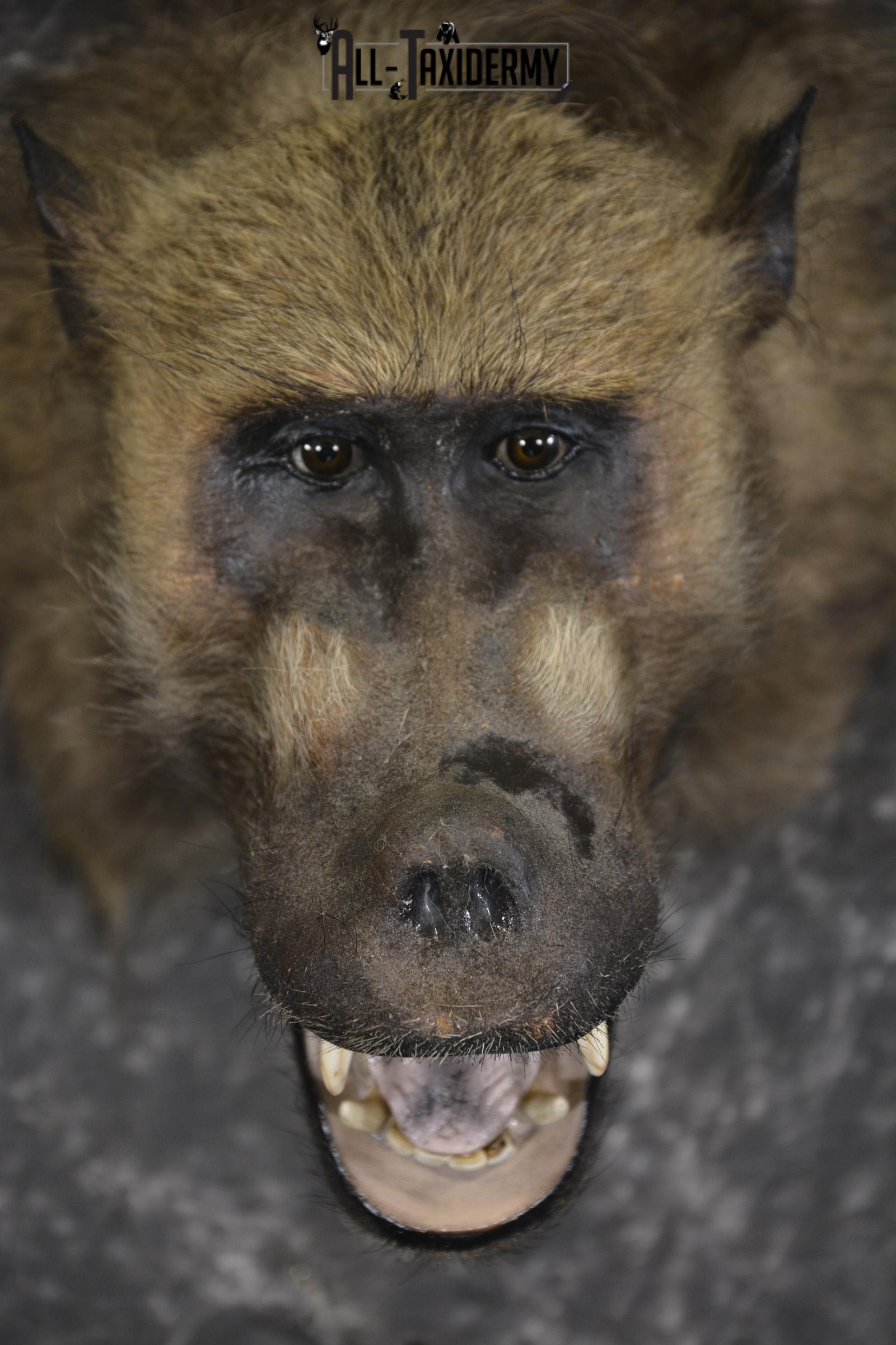 African Baboon Taxidermy Shoulder Mount SKU 2005 - Image 3